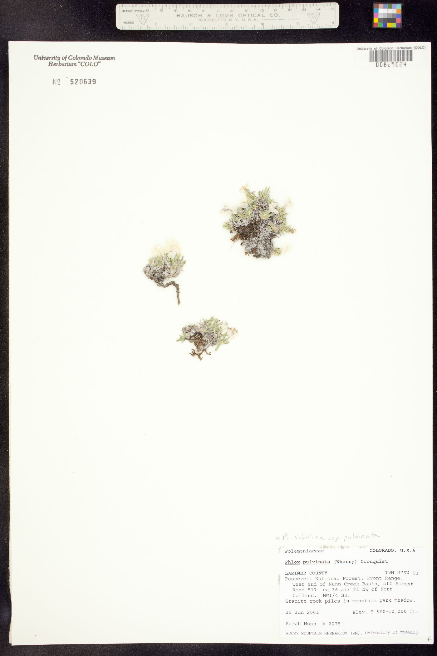 Polemoniaceae image