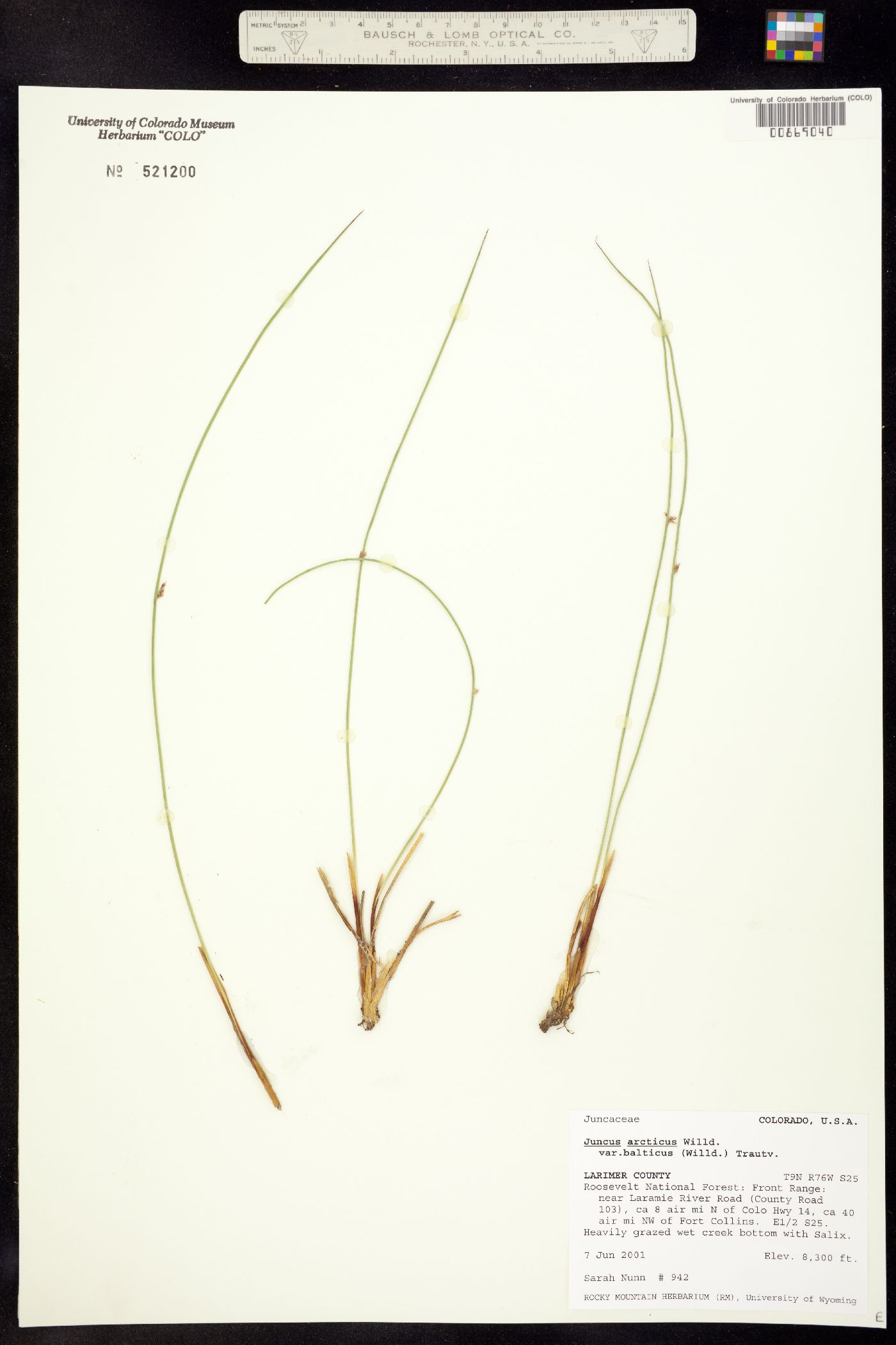 Juncus balticus ssp. ater image