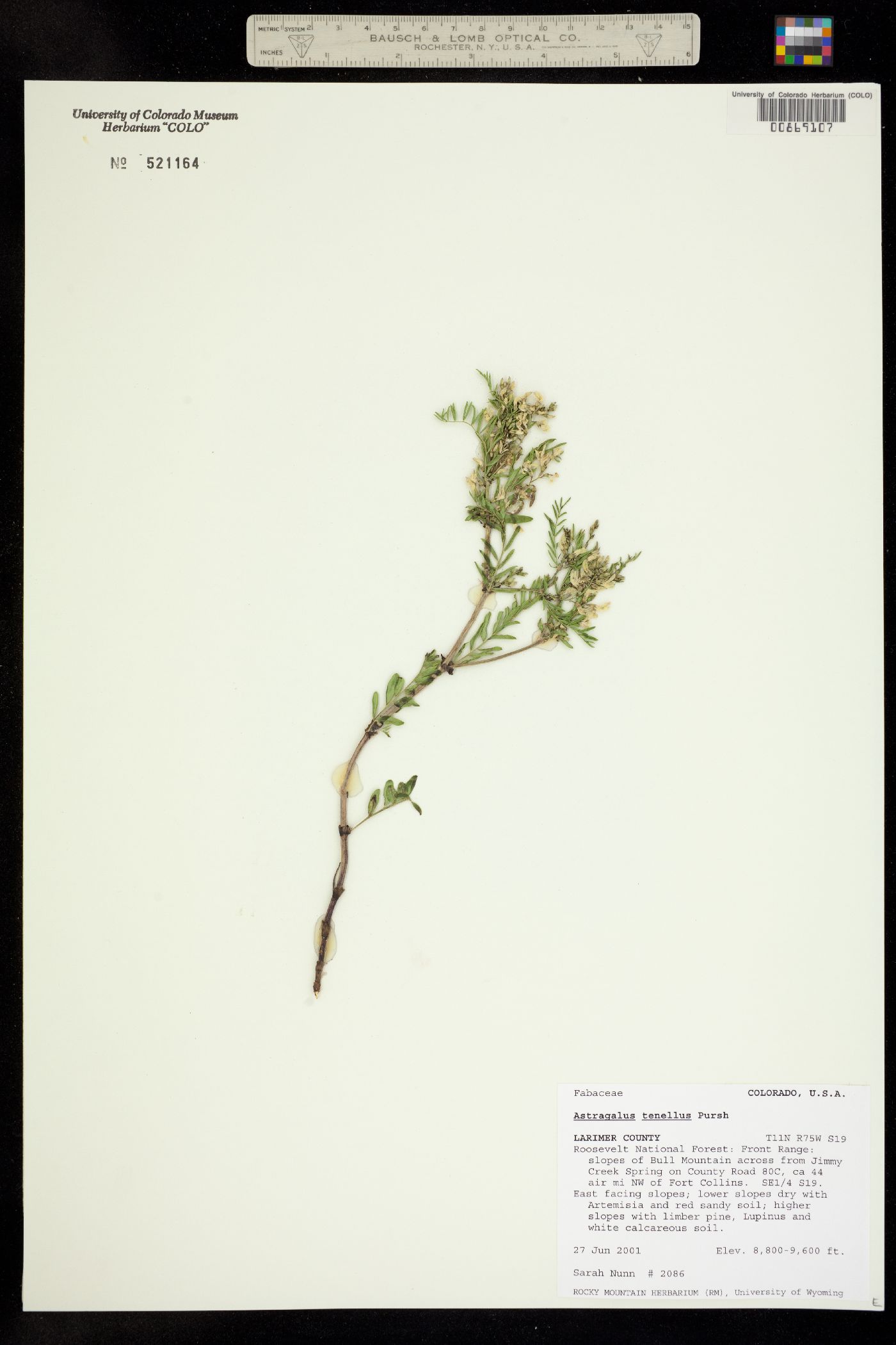 Astragalus multiflorus image