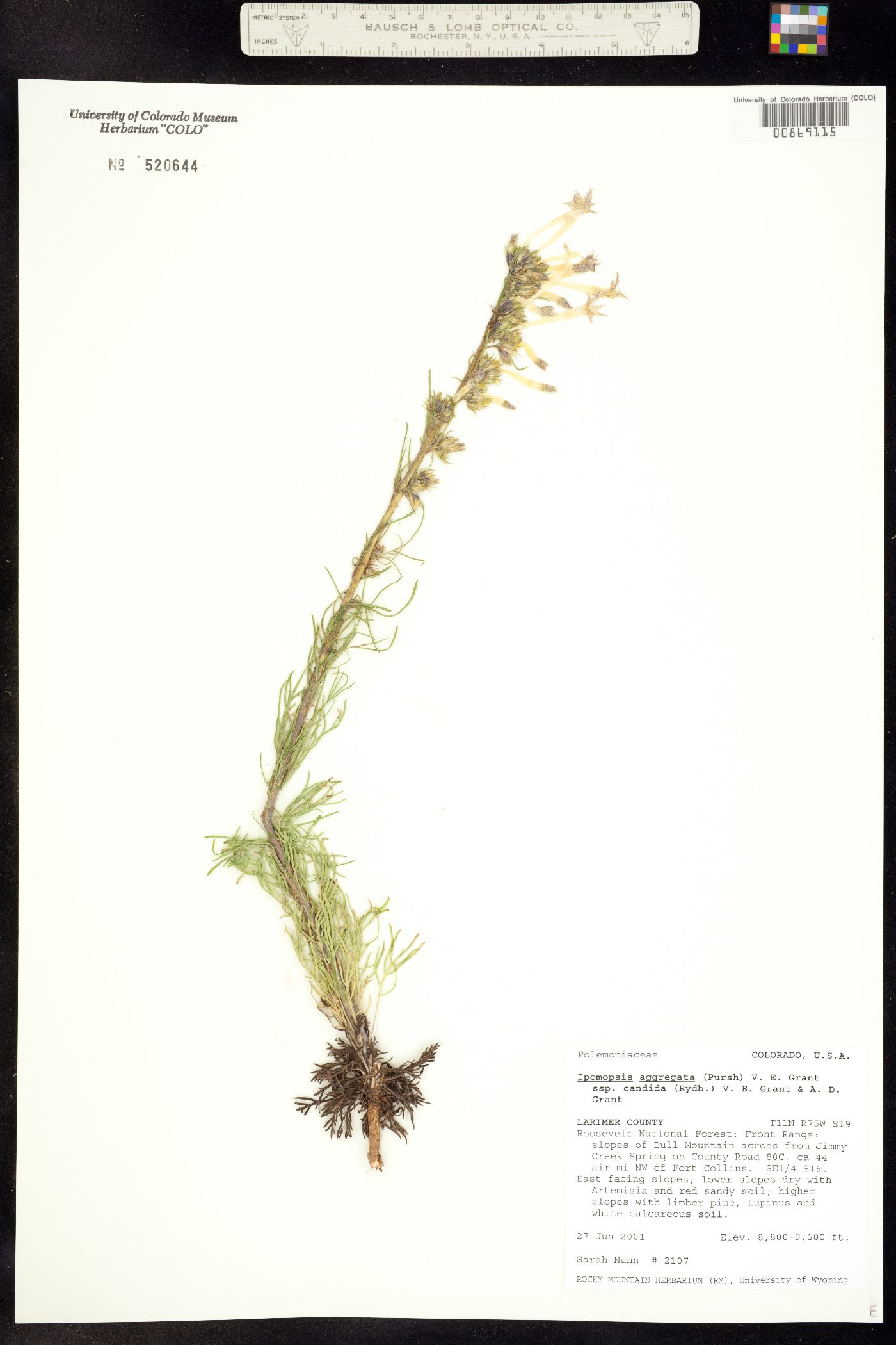 Ipomopsis aggregata ssp. candida image