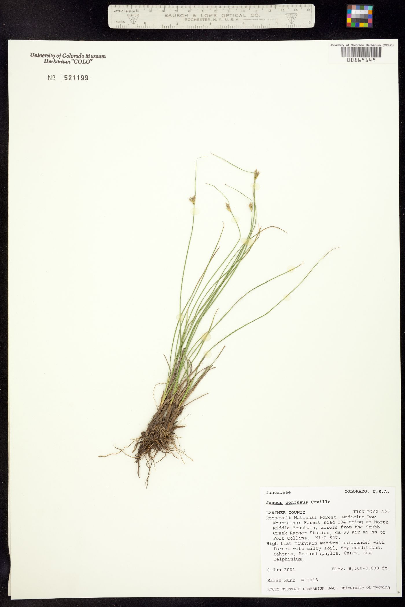 Juncus confusus image
