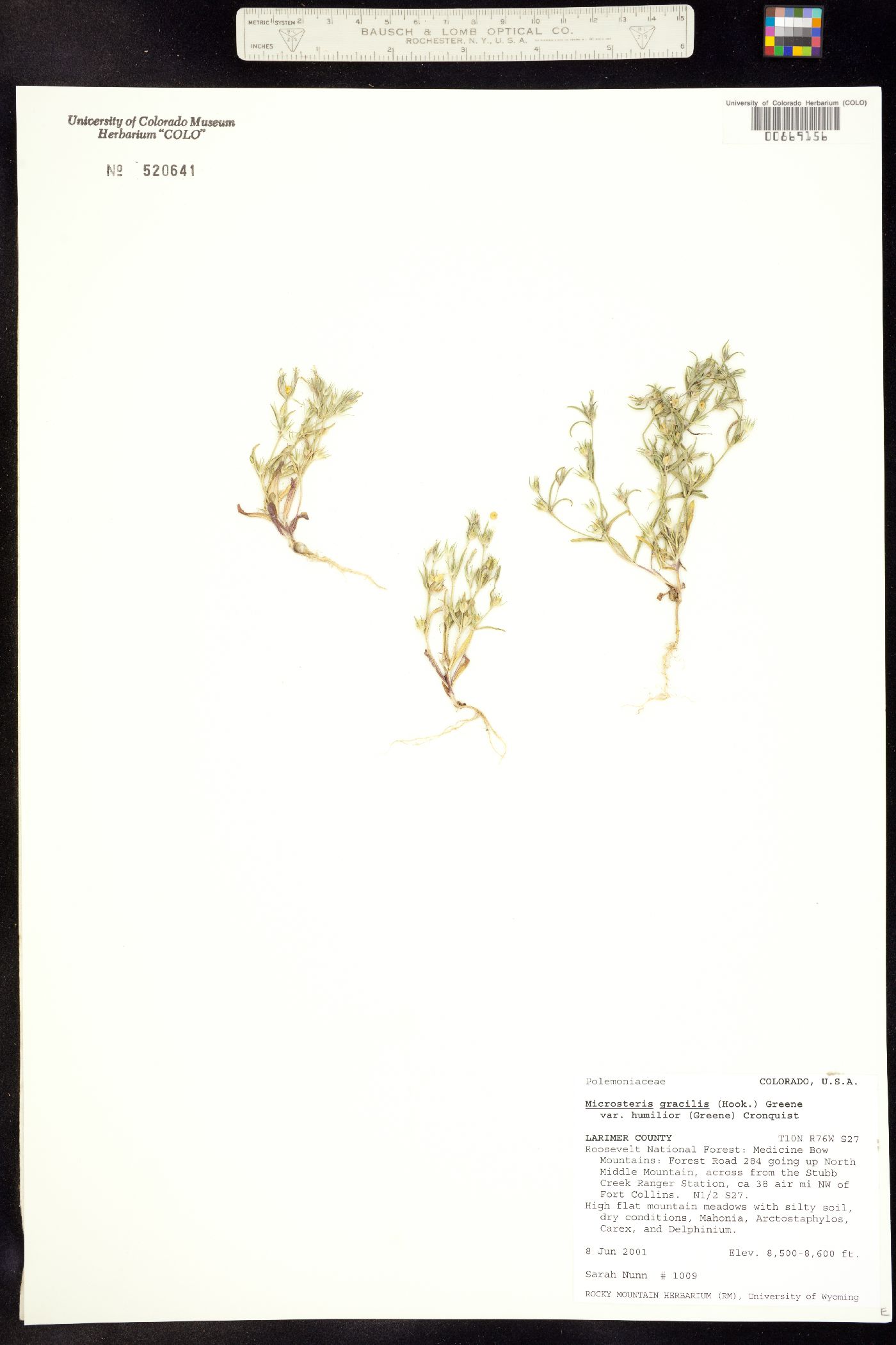 Microsteris gracilis image