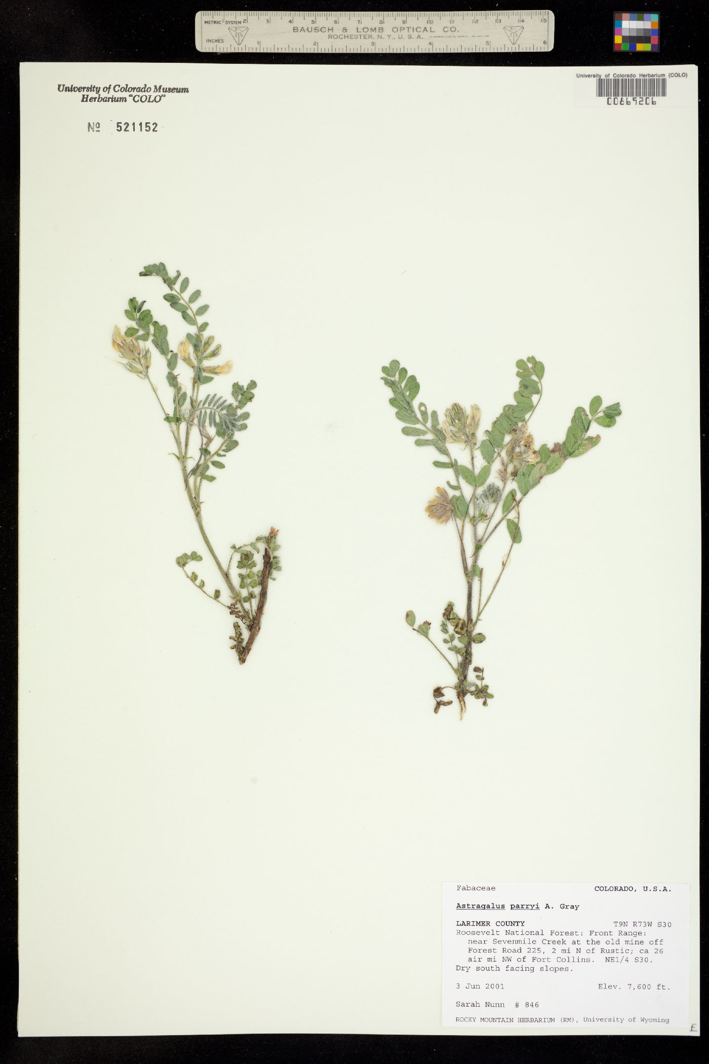 Astragalus parryi image