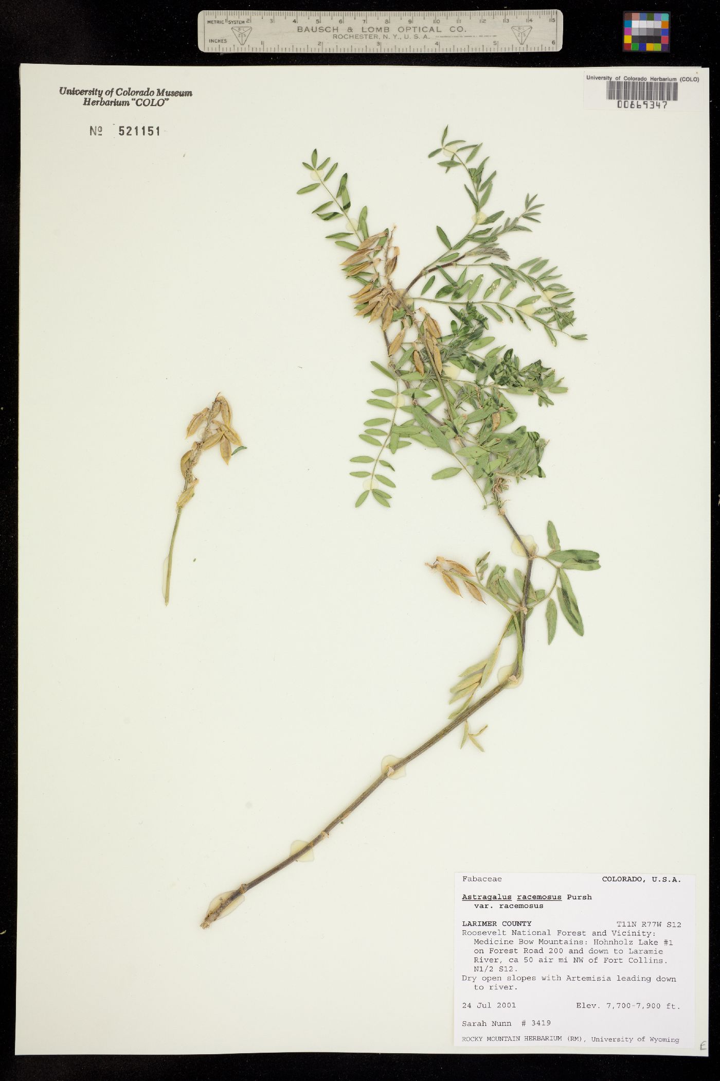 Astragalus racemosus var. racemosus image