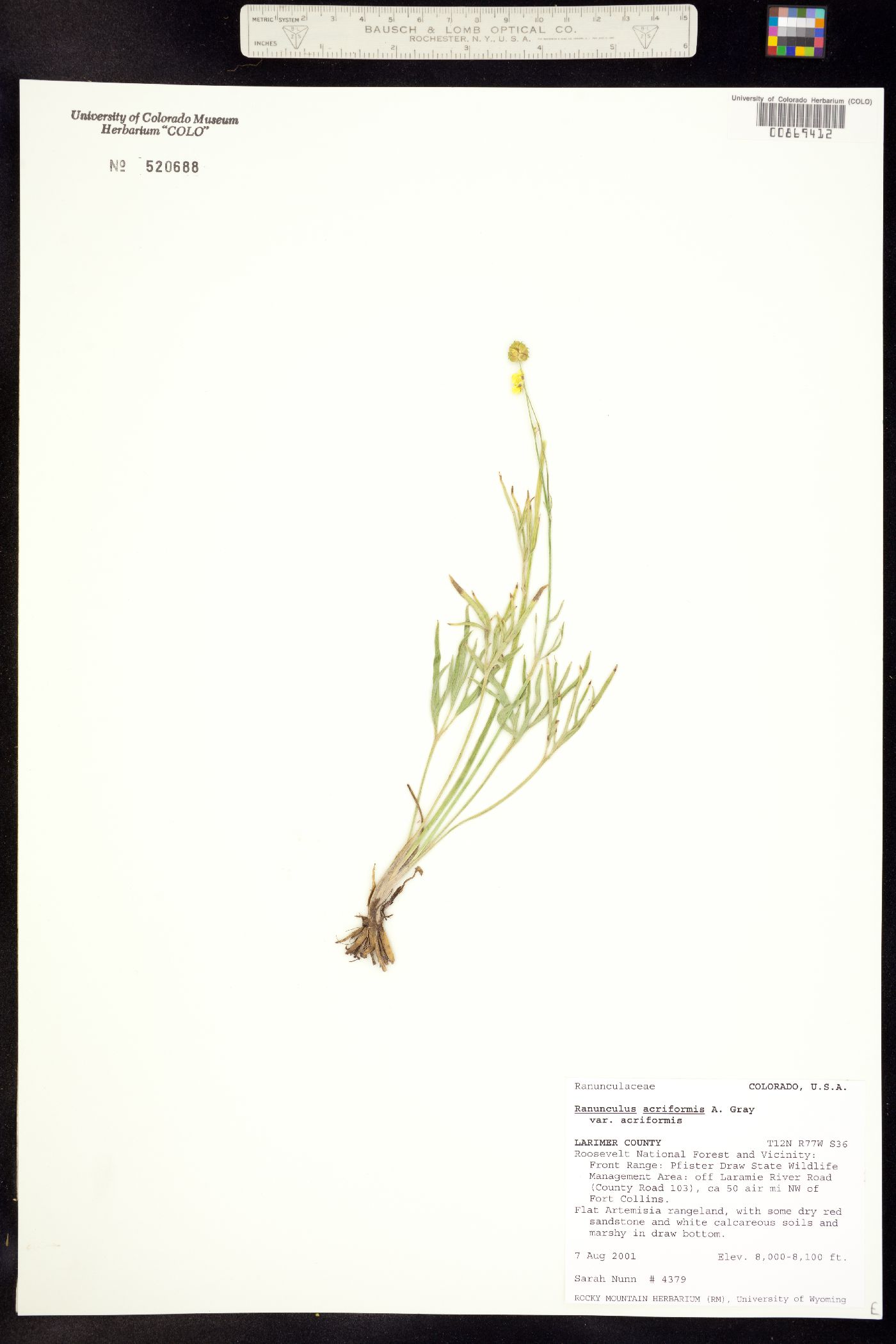 Ranunculus acriformis image