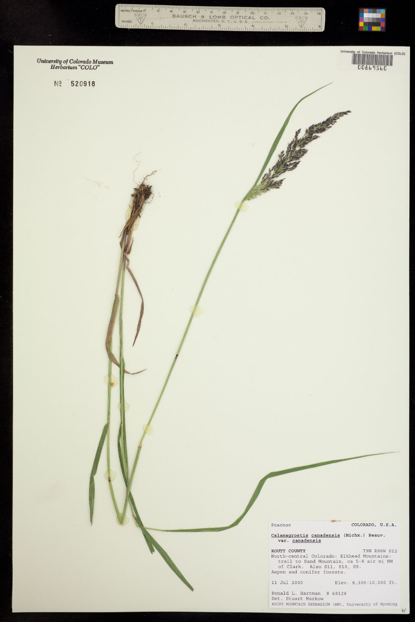 Calamagrostis image