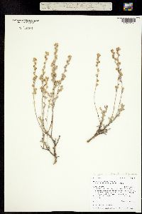 Seriphidium arbusculum ssp. longilobum image