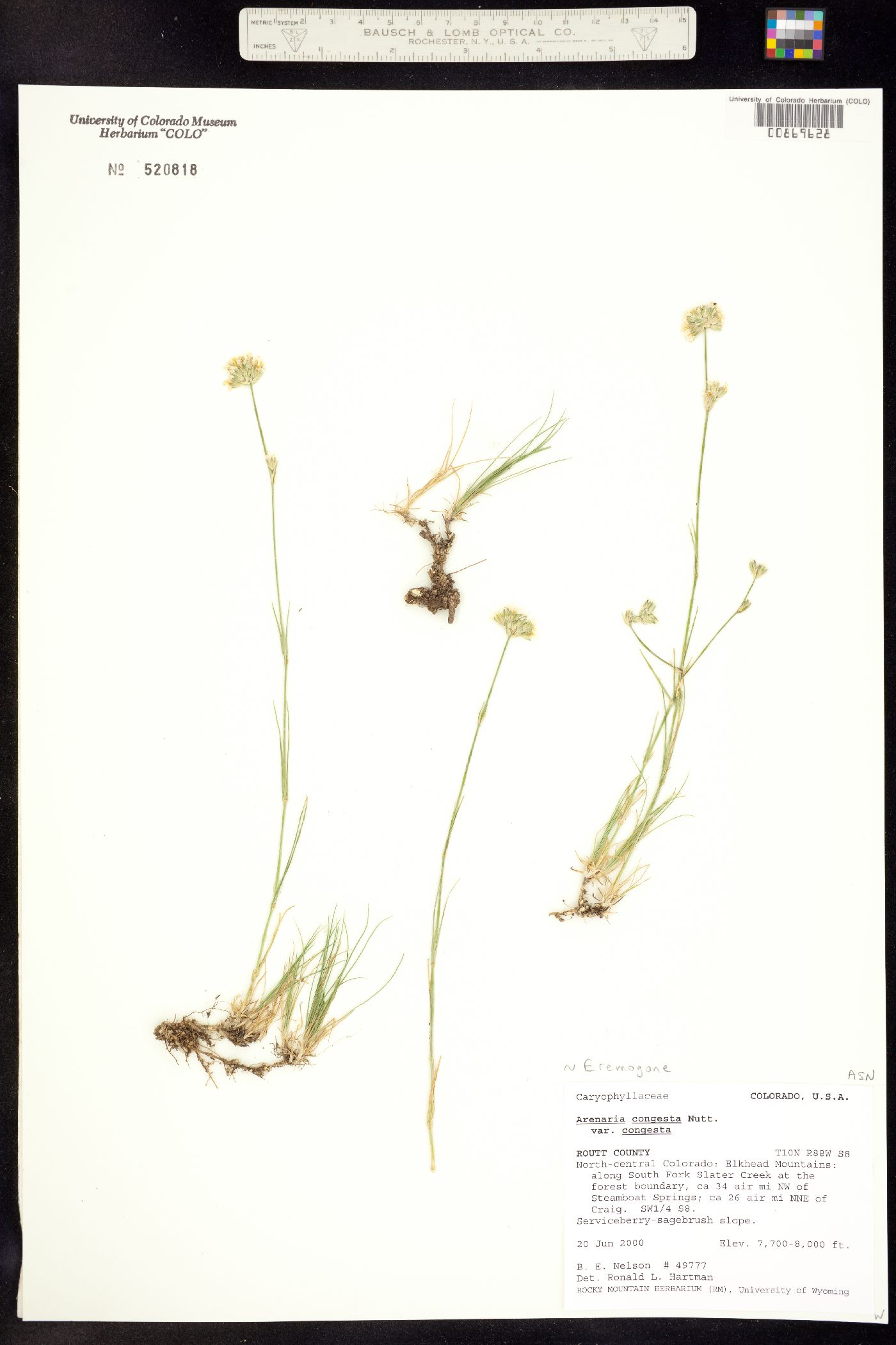 Eremogone congesta image