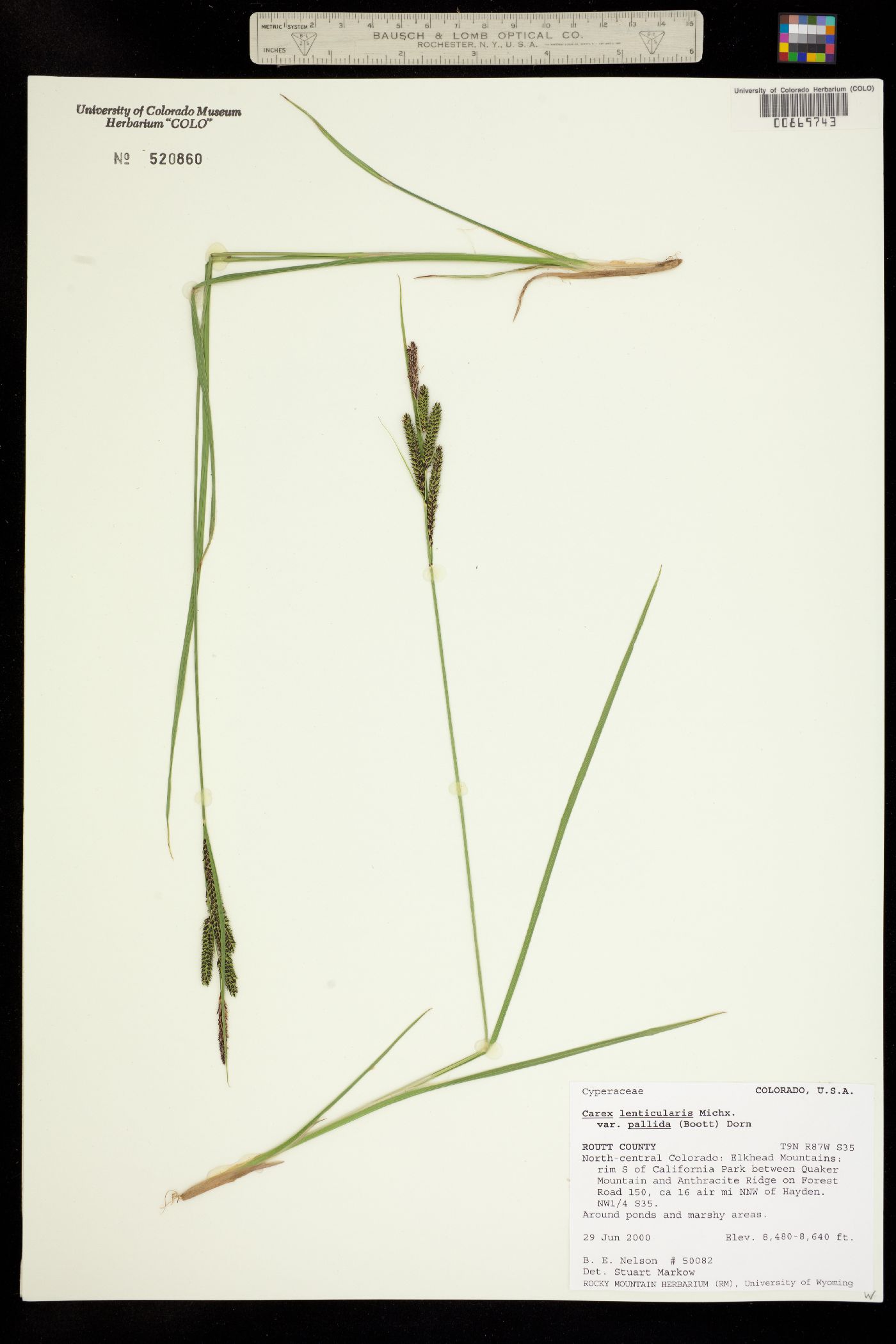 Carex lenticularis var. lipocarpa image