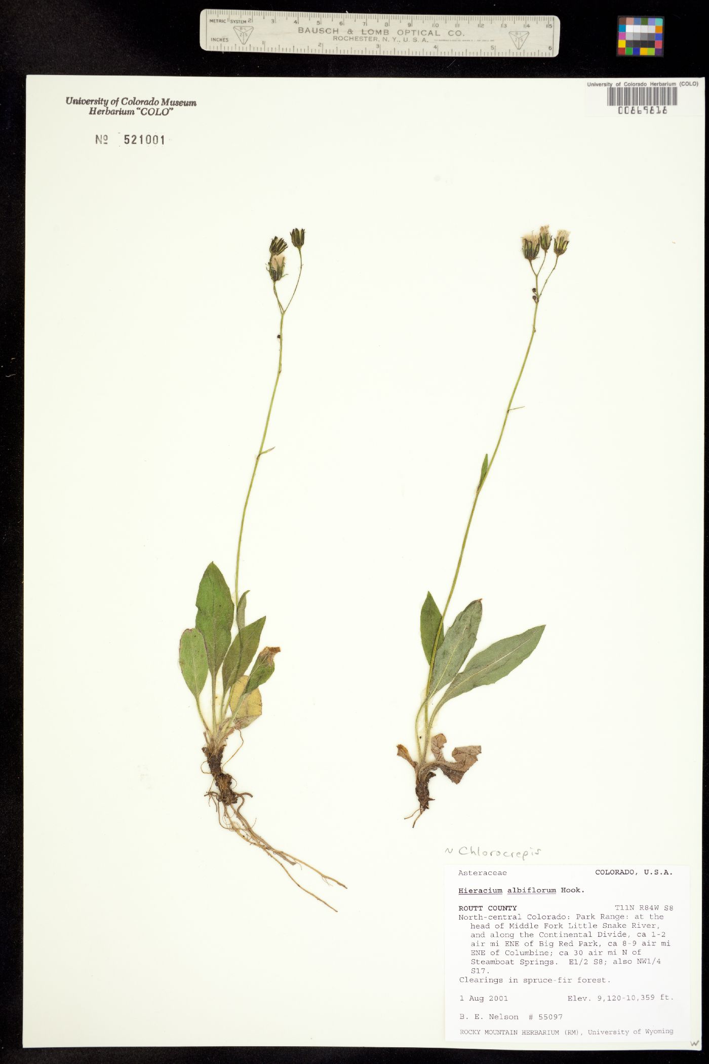 Hieracium albiflorum image