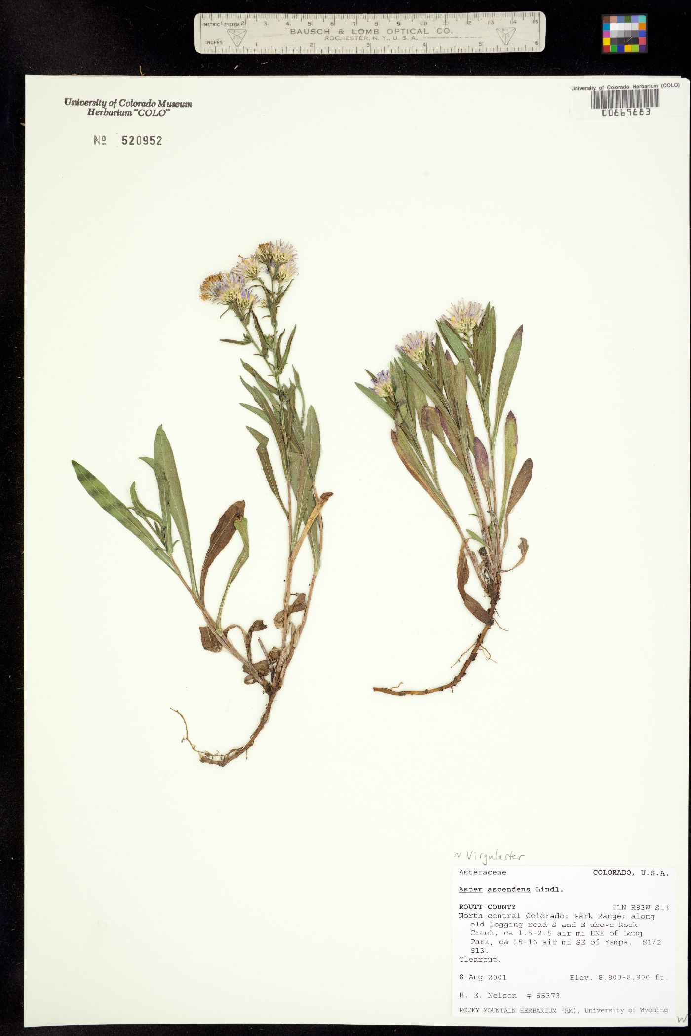 Symphyotrichum ascendens image