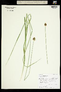 Carex microptera image