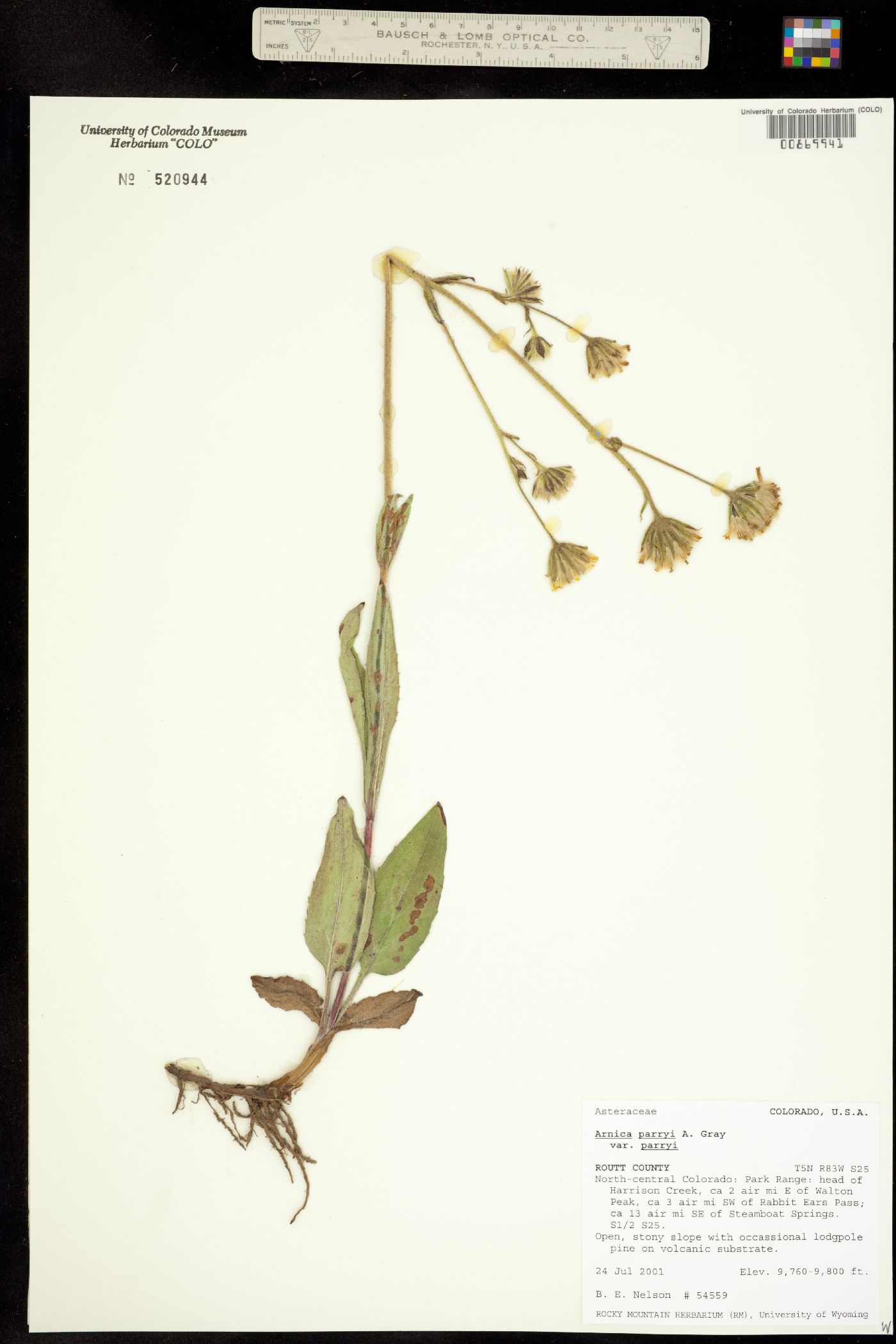 Arnica parryi image