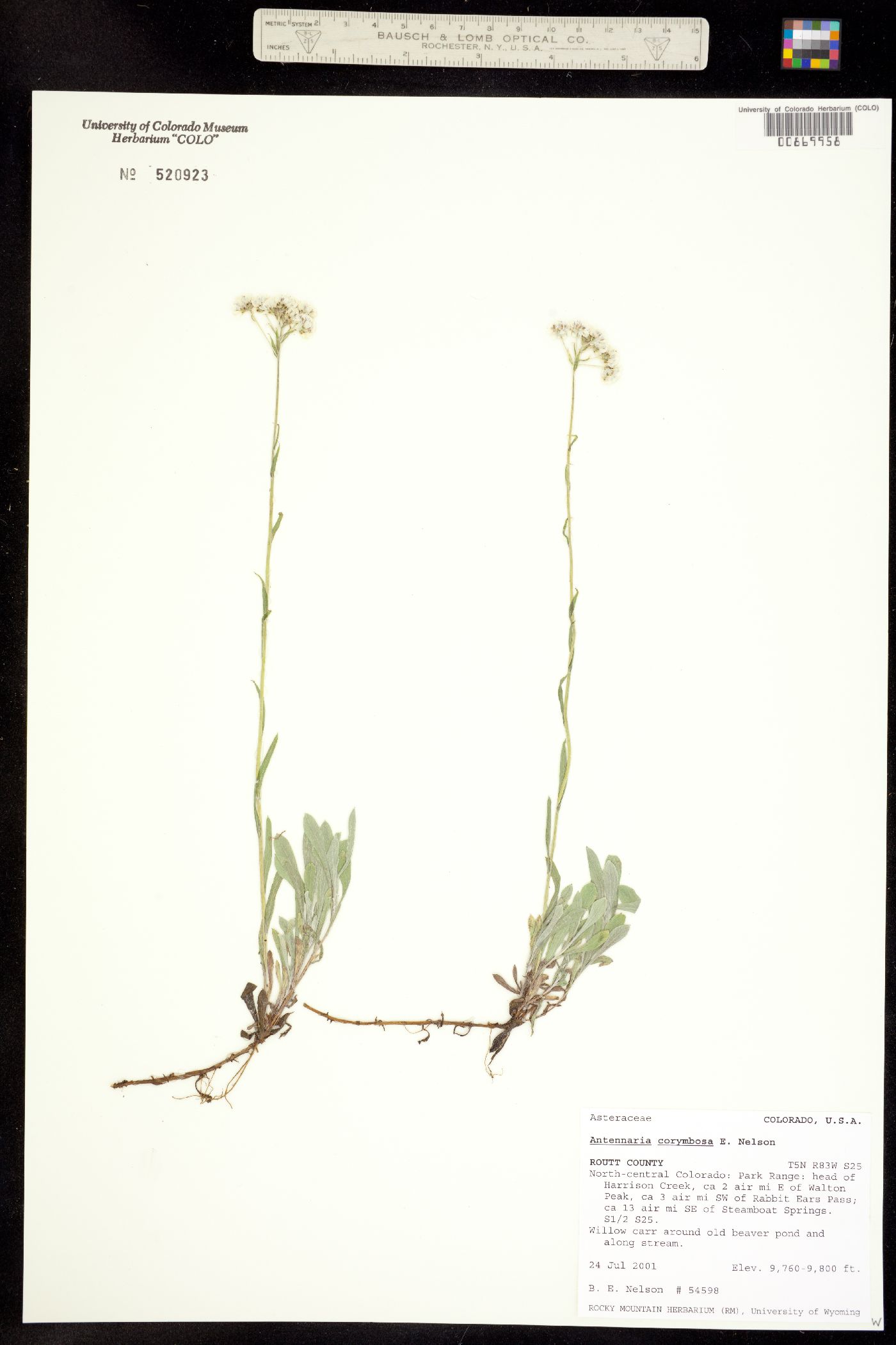Antennaria corymbosa image
