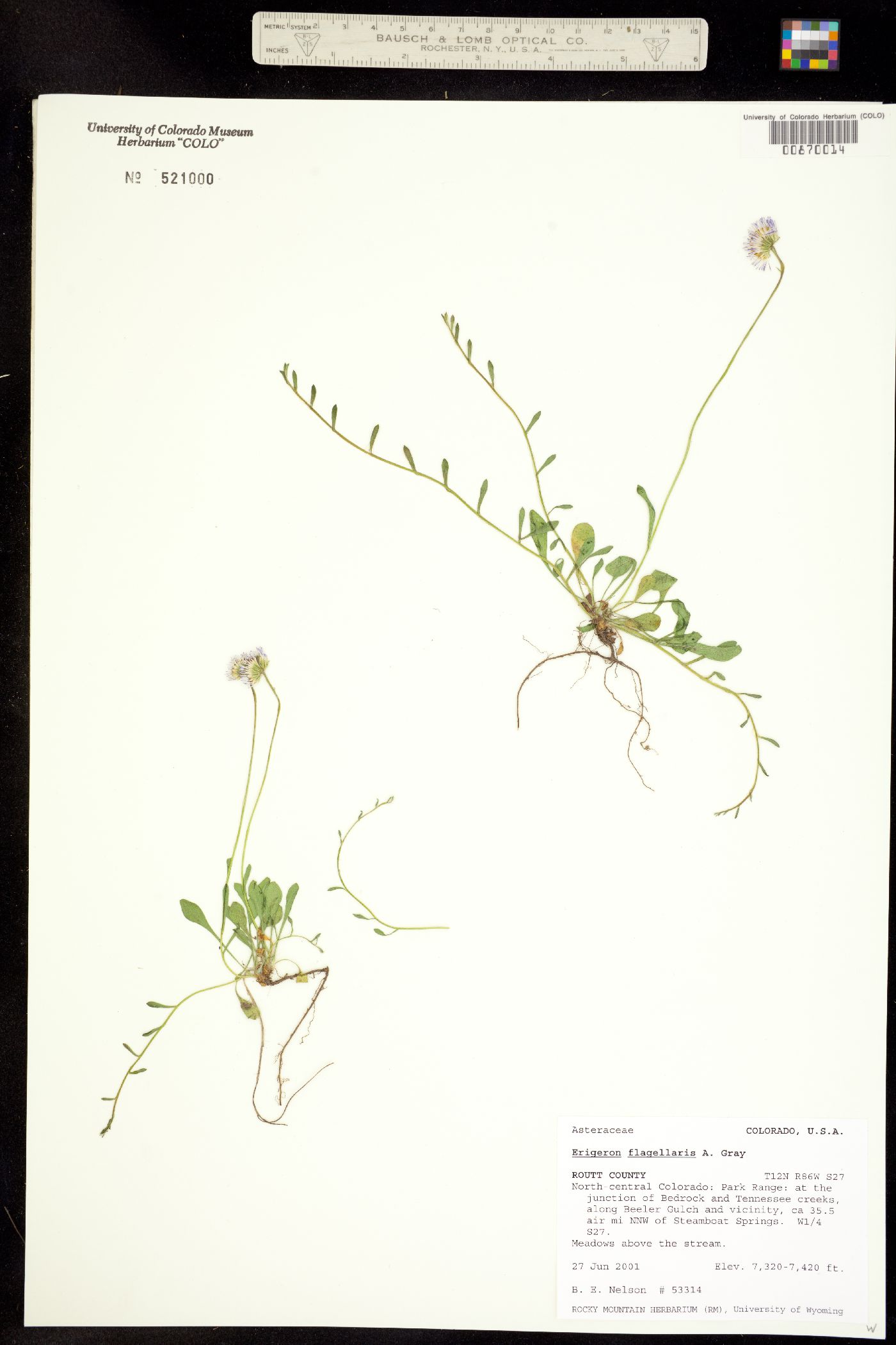 Erigeron flagellaris image