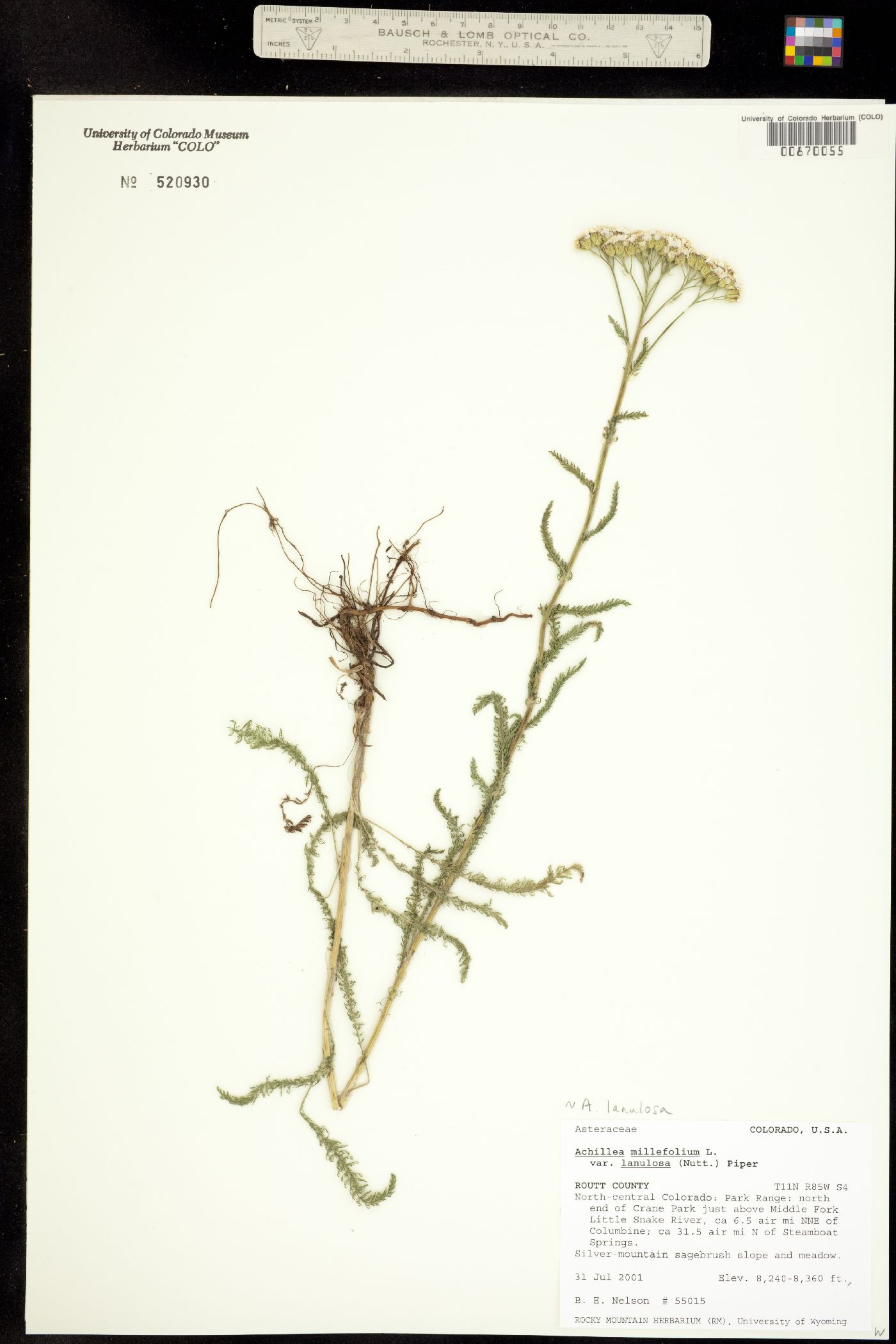 Achillea millefolium image