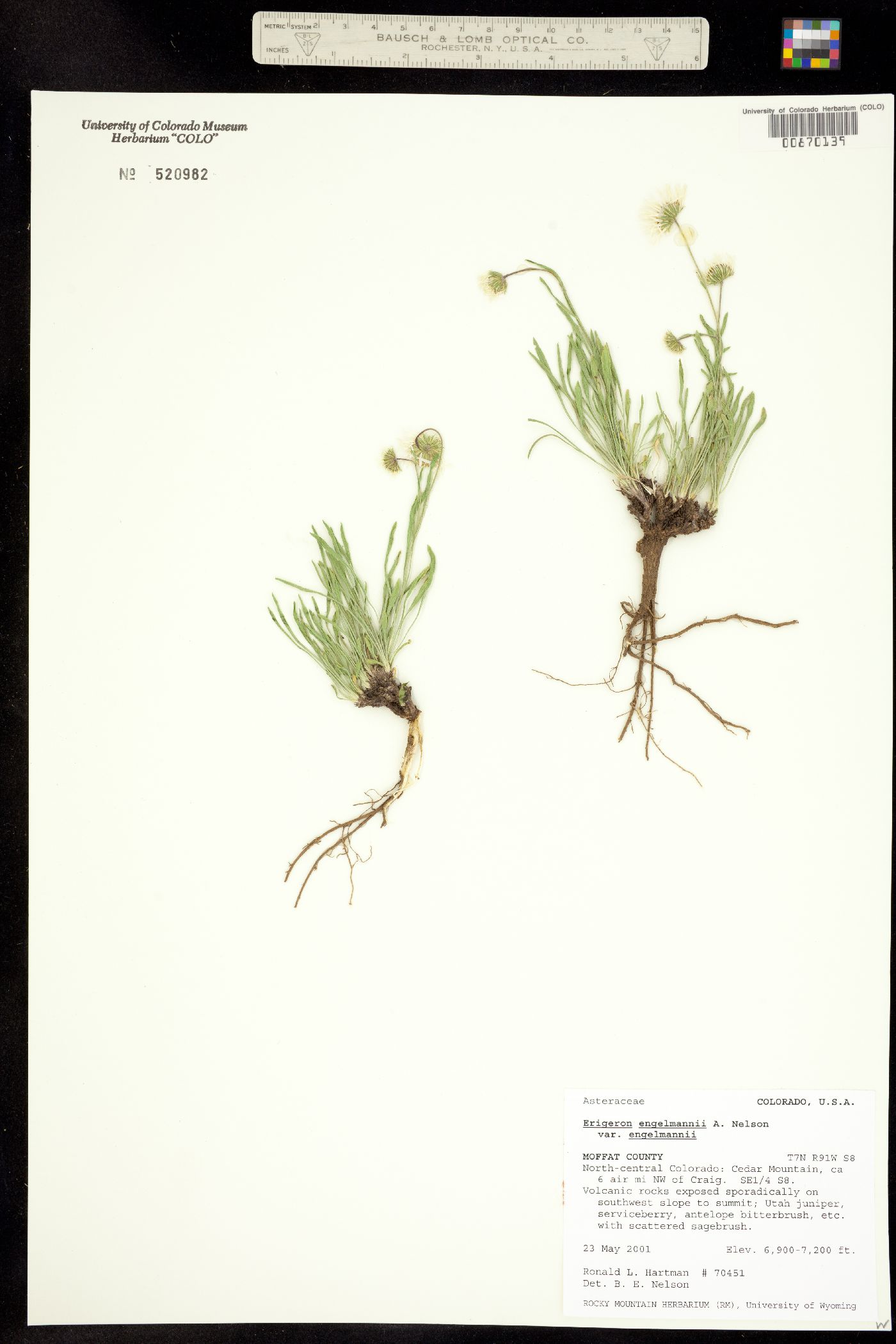 Erigeron engelmannii image