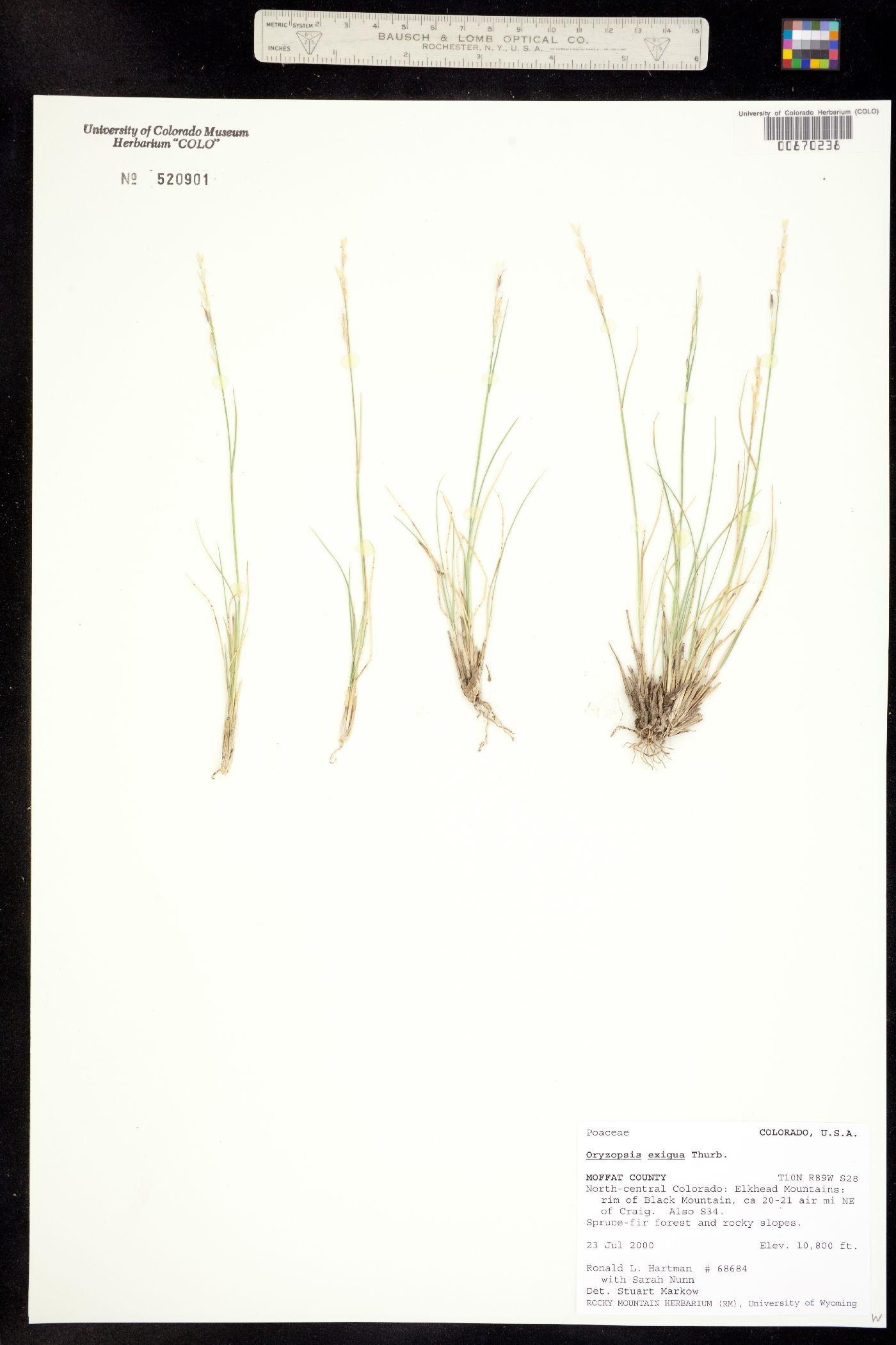 Piptatherum exiguum image
