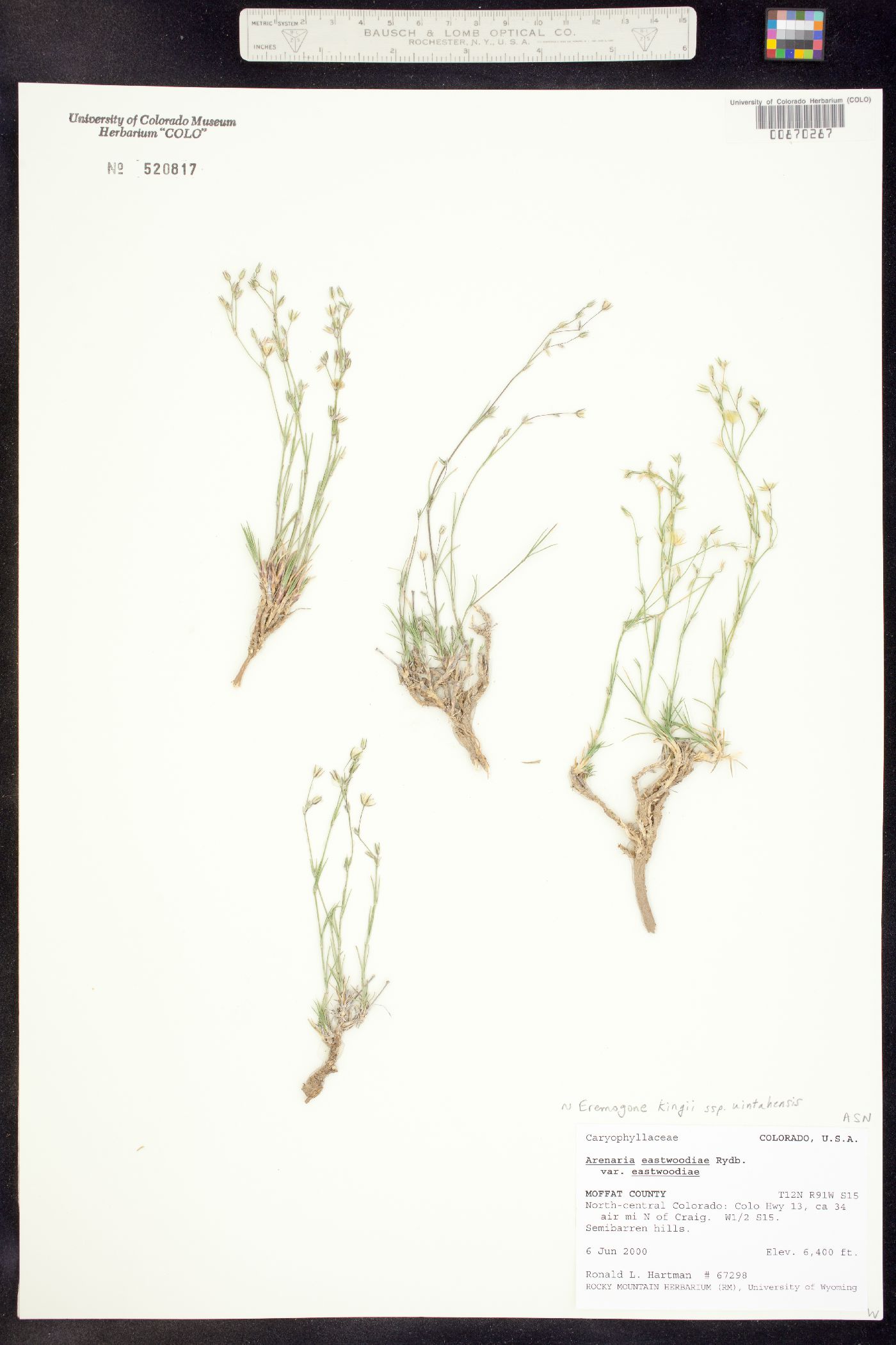 Eremogone kingii var. glabrescens image