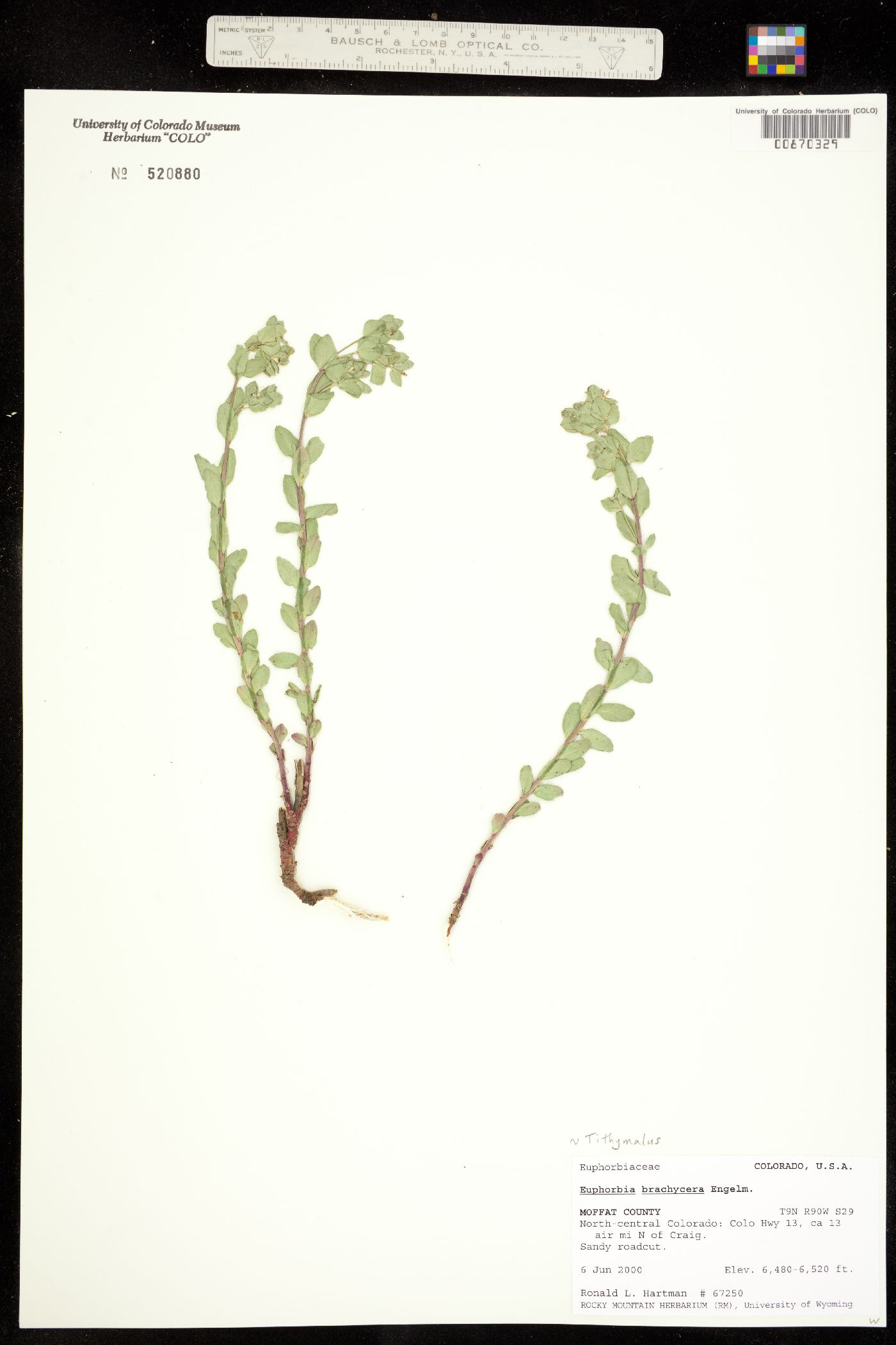 Tithymalus image