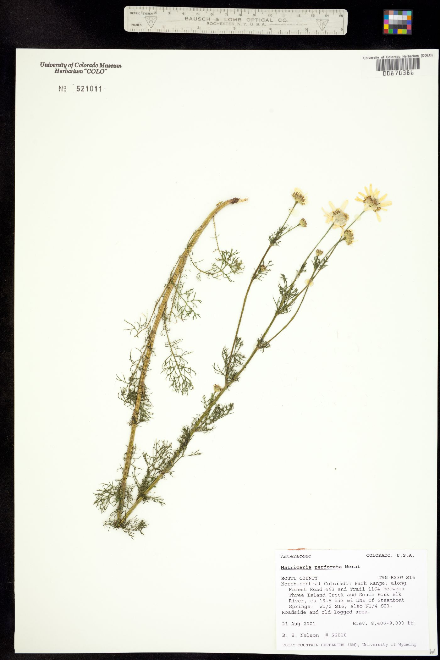 Matricaria perforata image