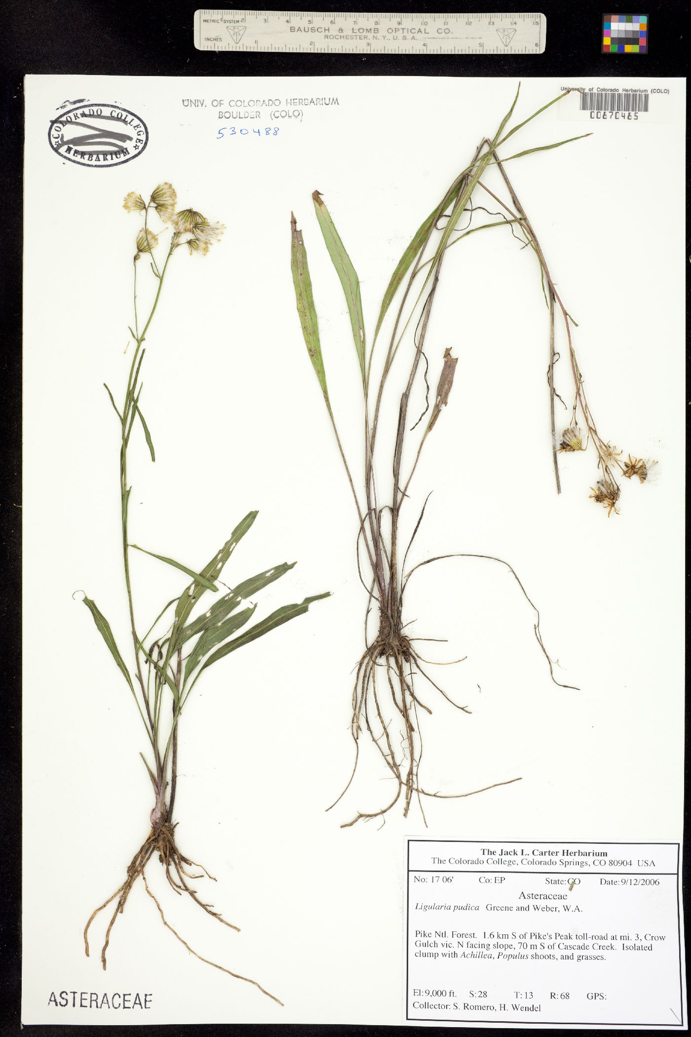 Senecio image