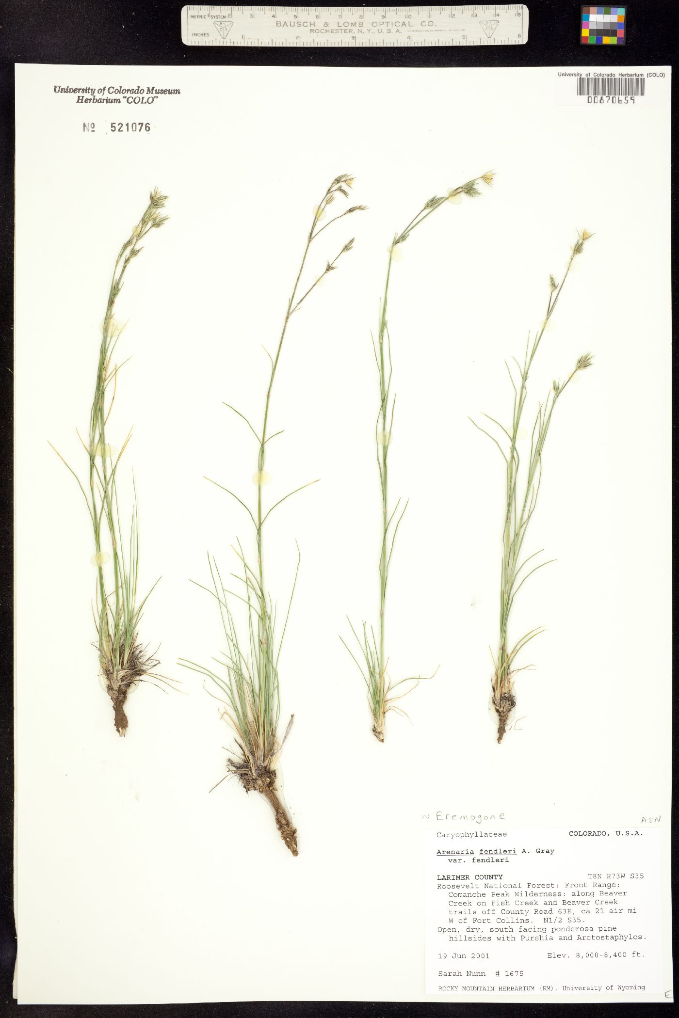 Eremogone fendleri image