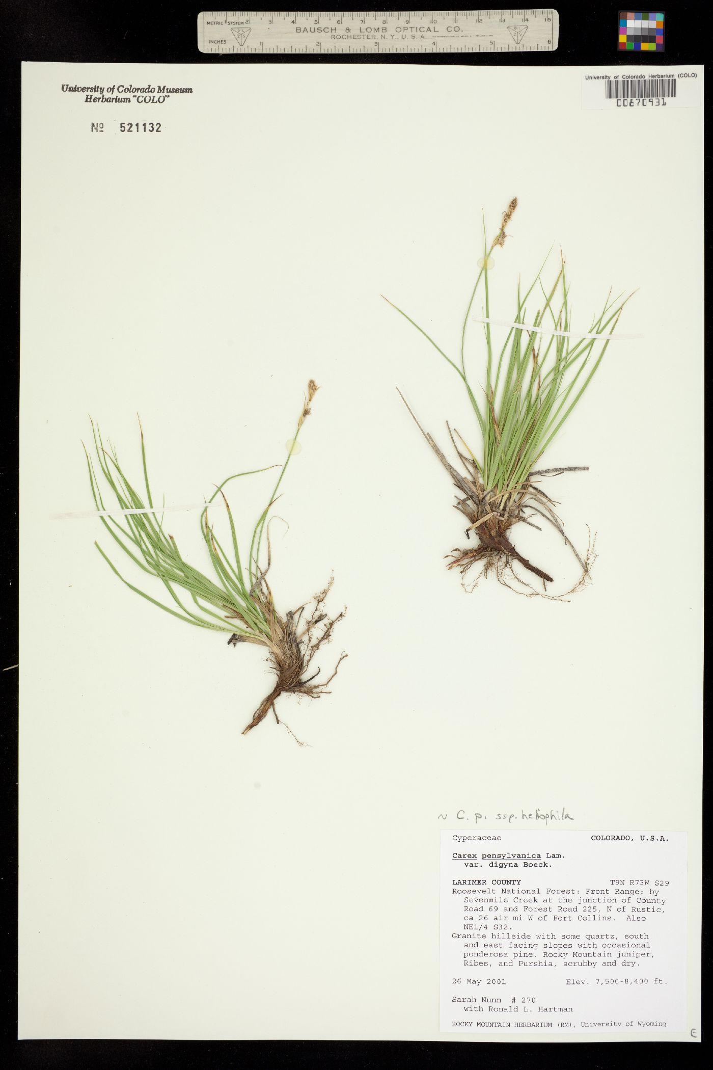 Carex pensylvanica image