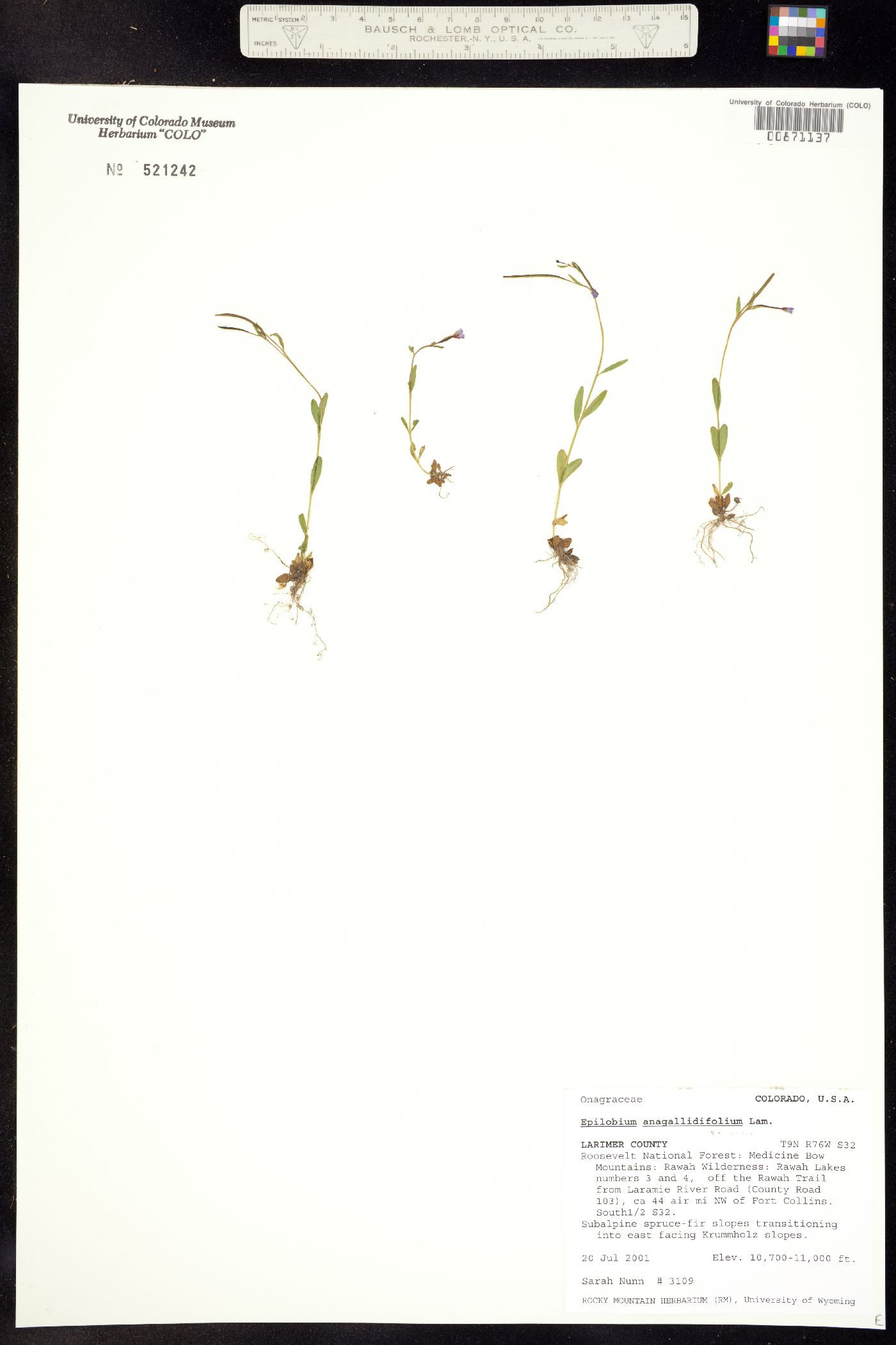 Epilobium anagallidifolium image
