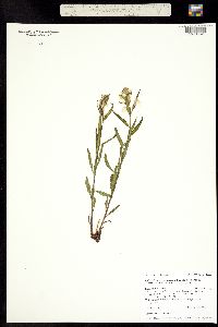 Pedicularis racemosa ssp. alba image