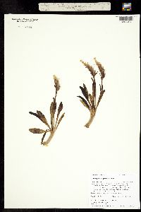 Chionophila jamesii image