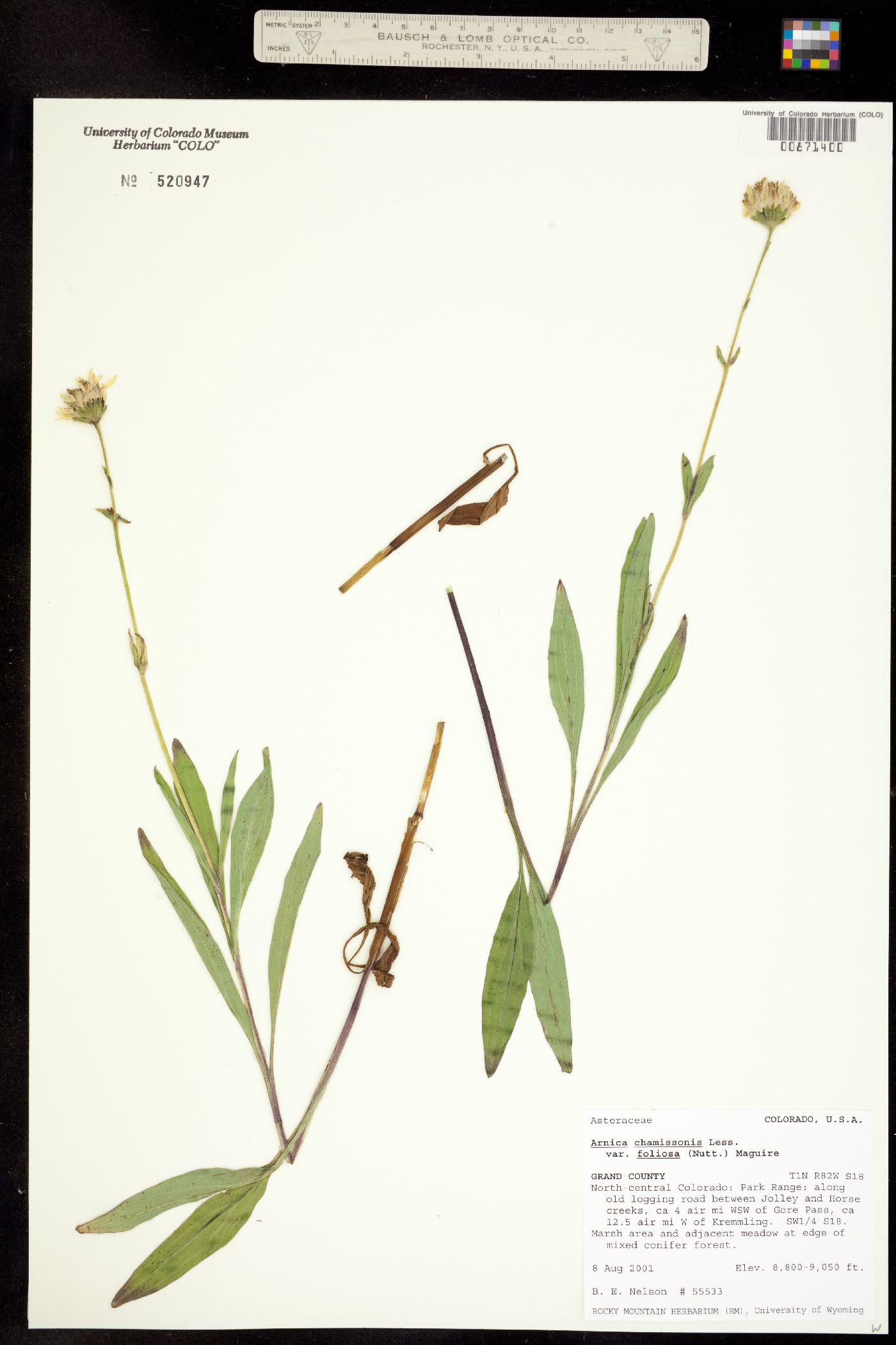 Arnica chamissonis subsp. foliosa image