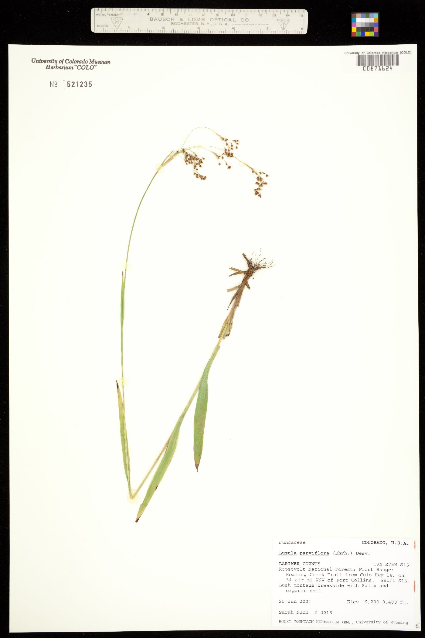 Luzula image