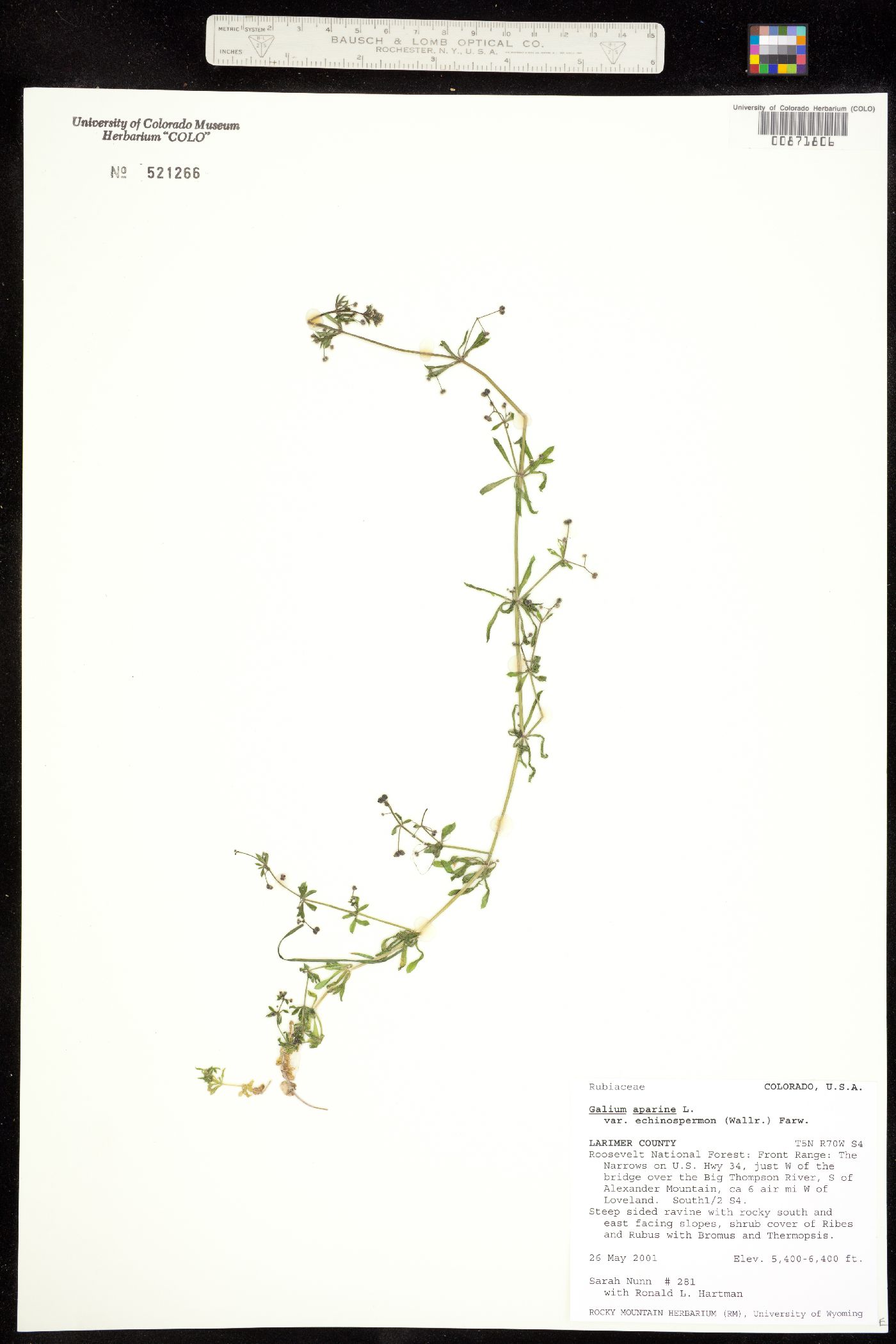 Galium aparine image