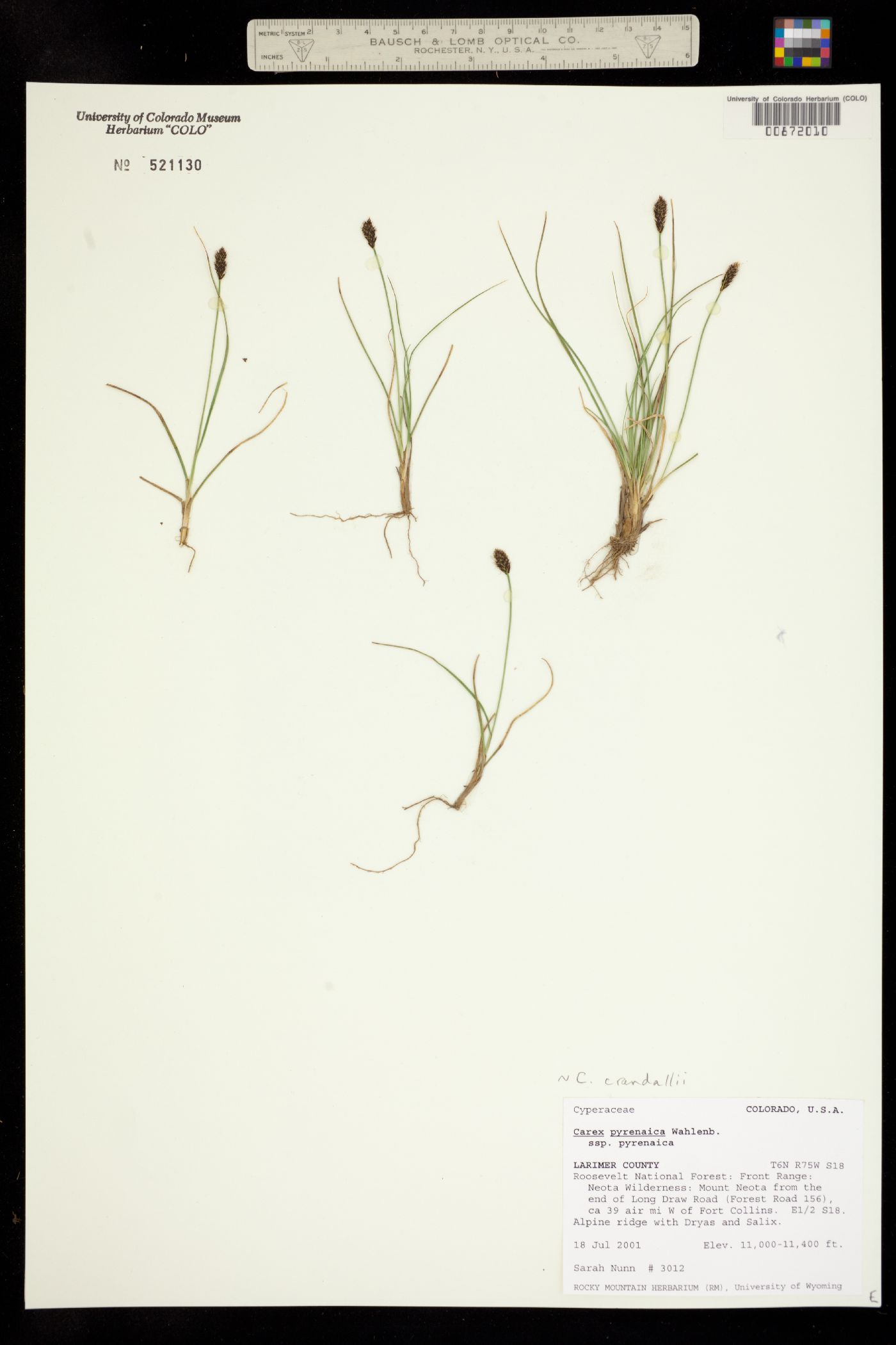 Carex micropoda image