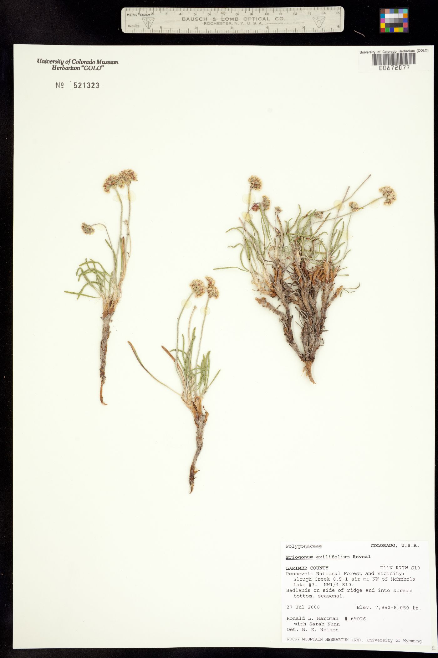 Eriogonum exilifolium image