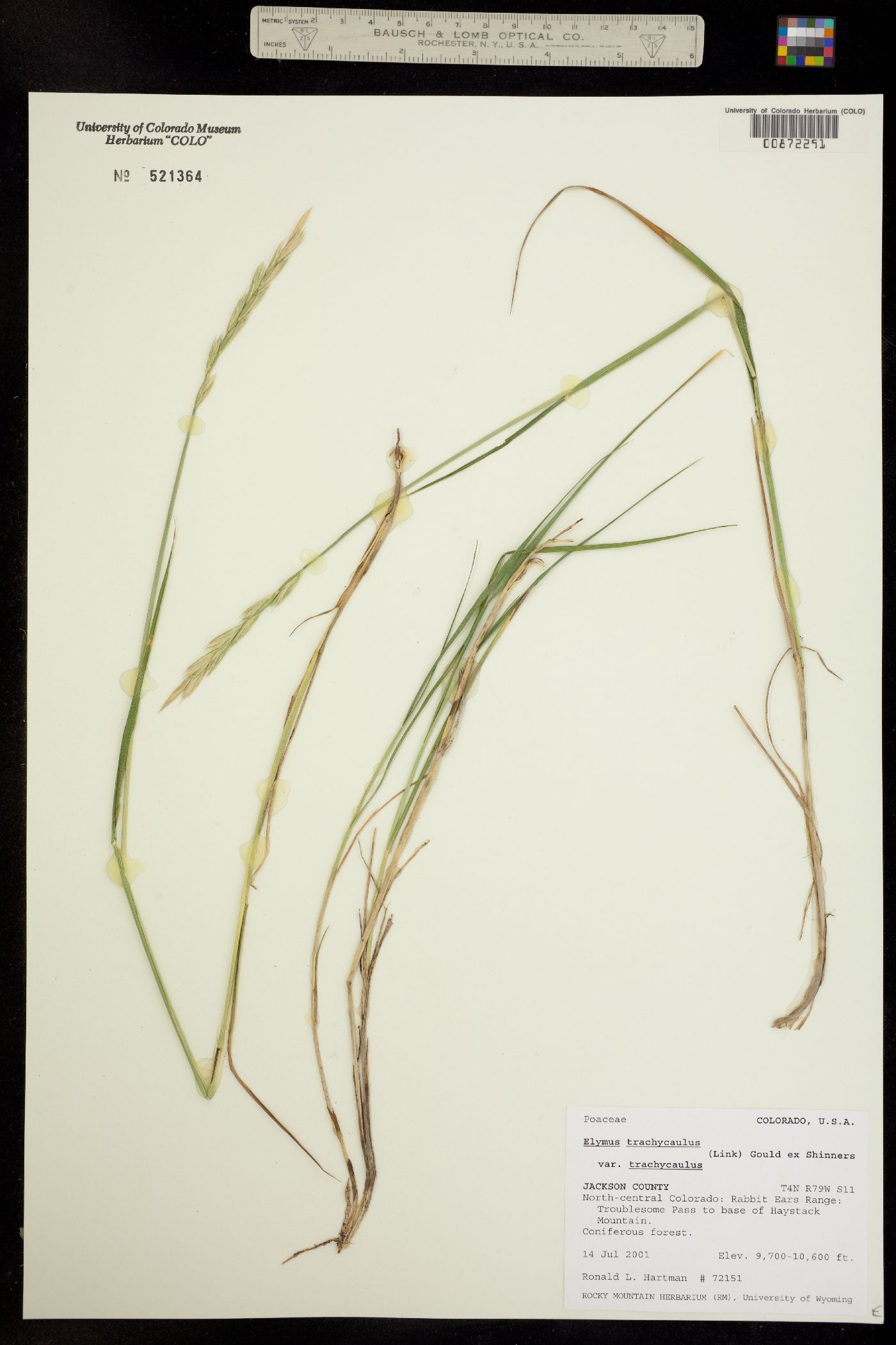 Elymus trachycaulus ssp. trachycaulus image