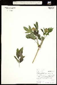 Sambucus racemosa var. microbotrys image
