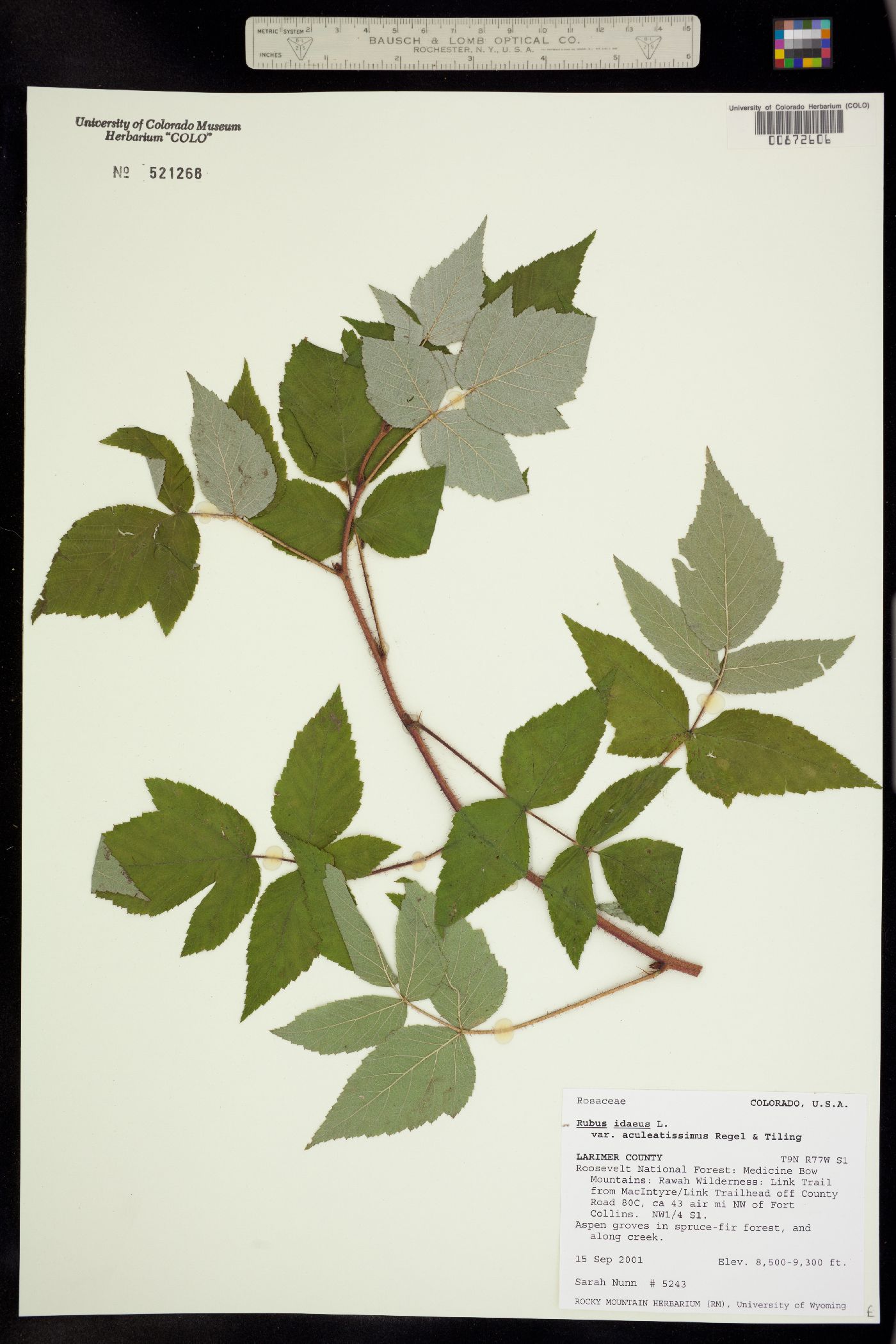 Rubus image