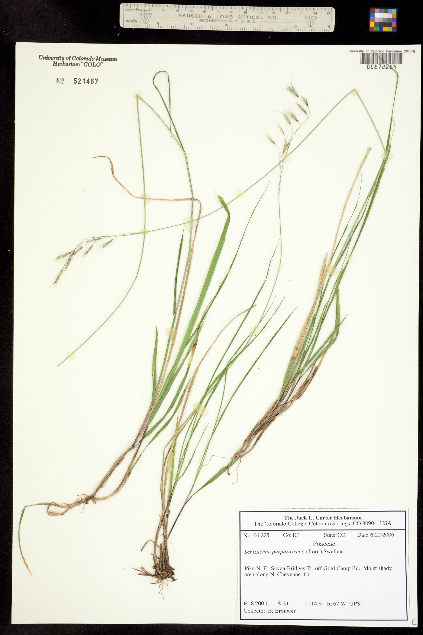 Schizachne purpurascens image