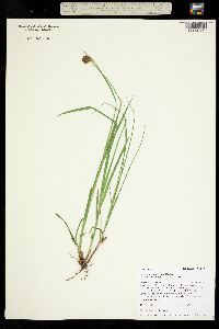 Carex microptera image