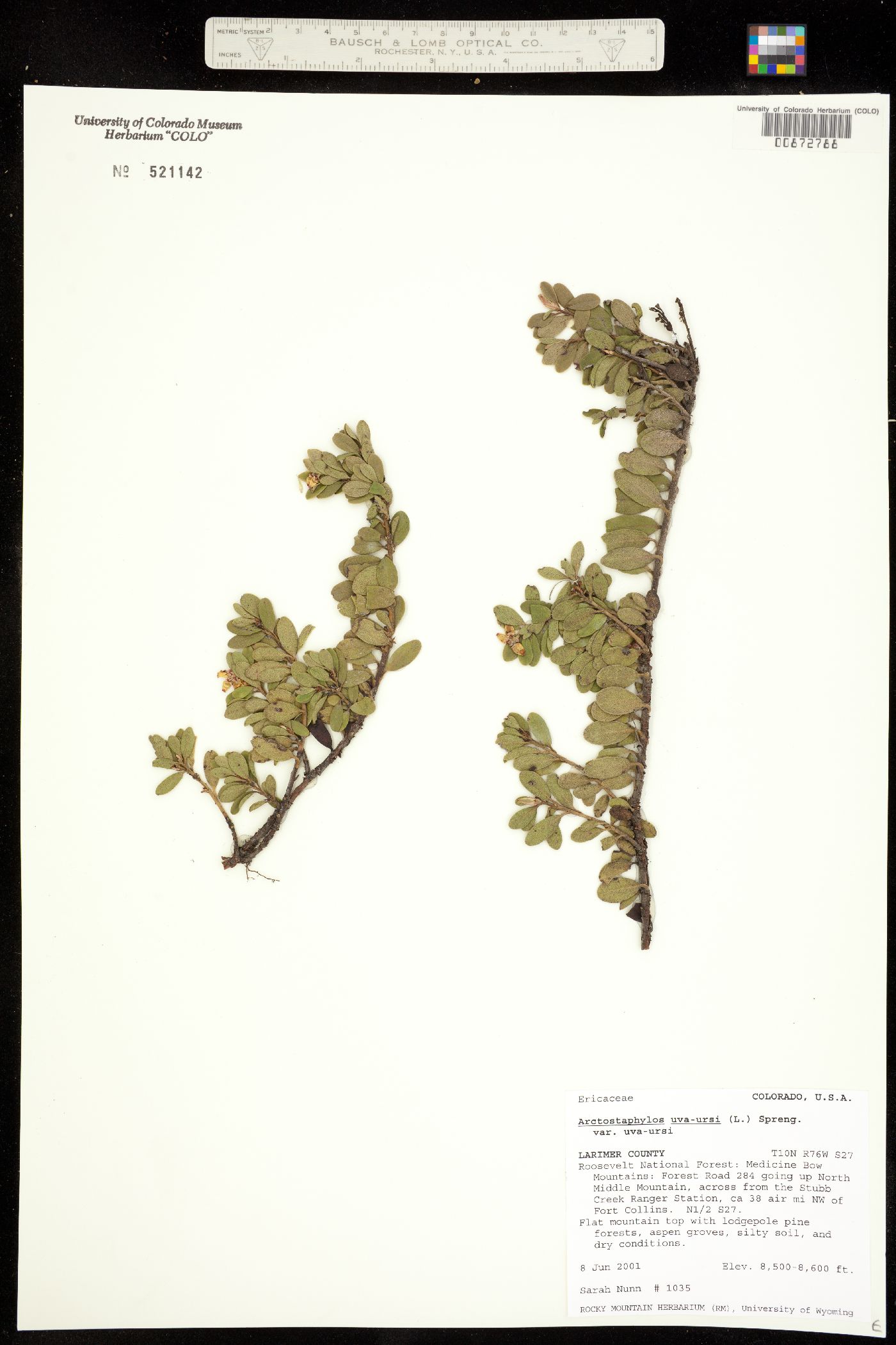 Arctostaphylos uva-ursi image