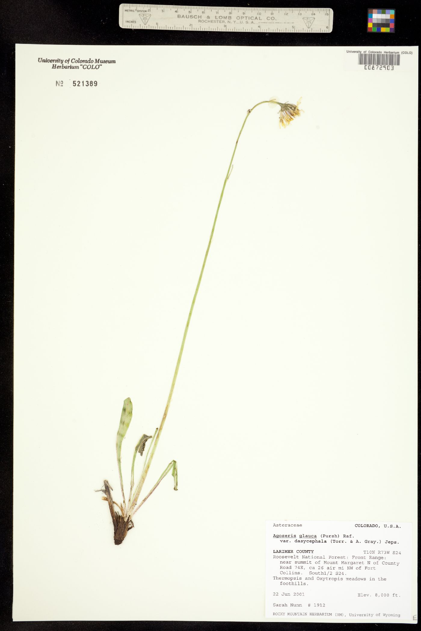 Agoseris glauca var. dasycephala image