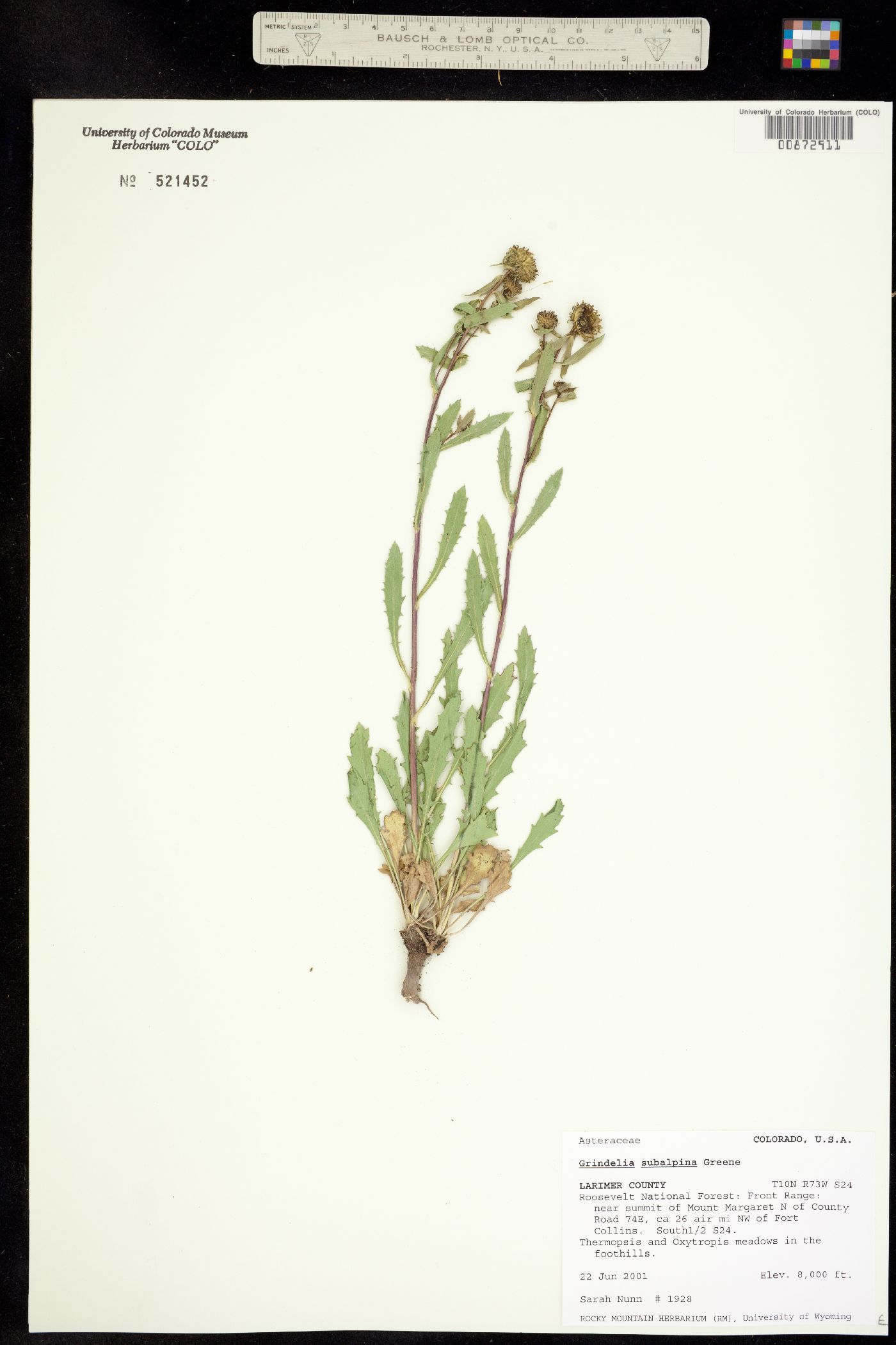 Grindelia subalpina image