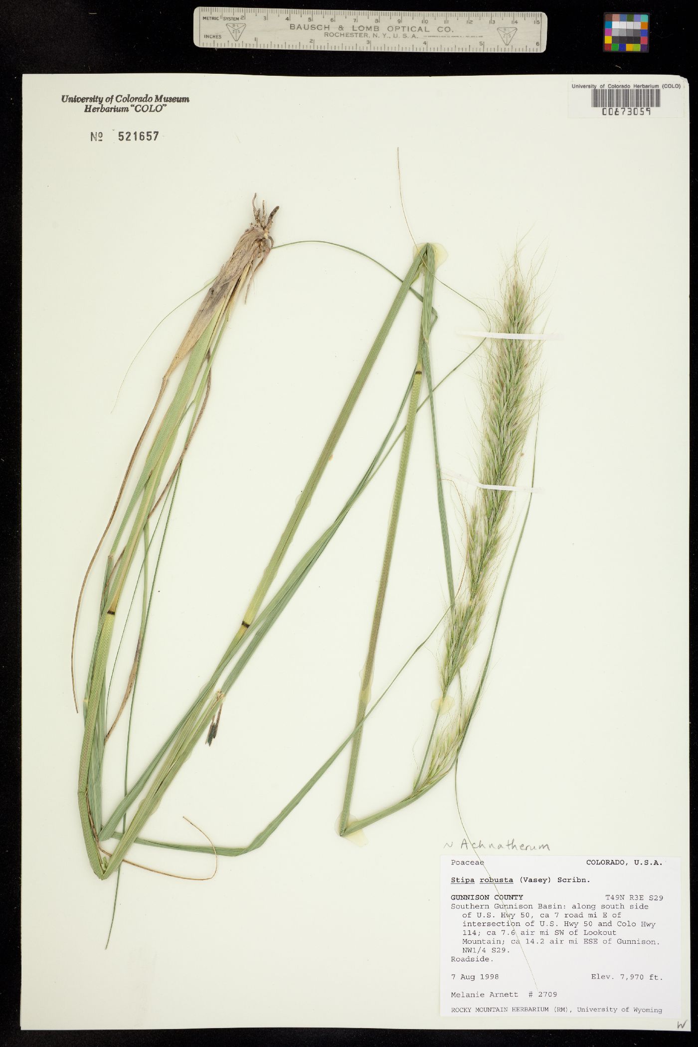 Achnatherum robustum image
