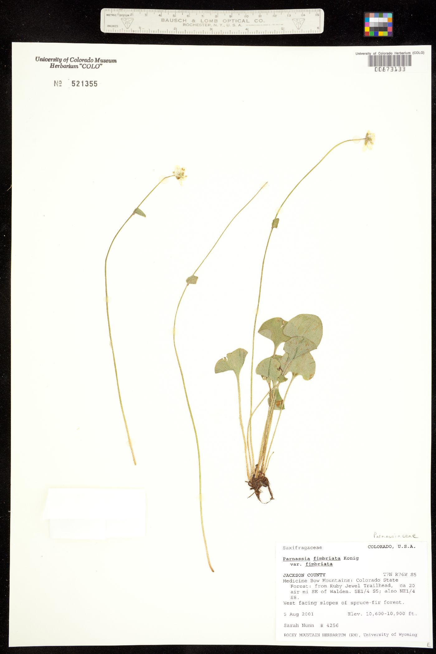 Parnassiaceae image