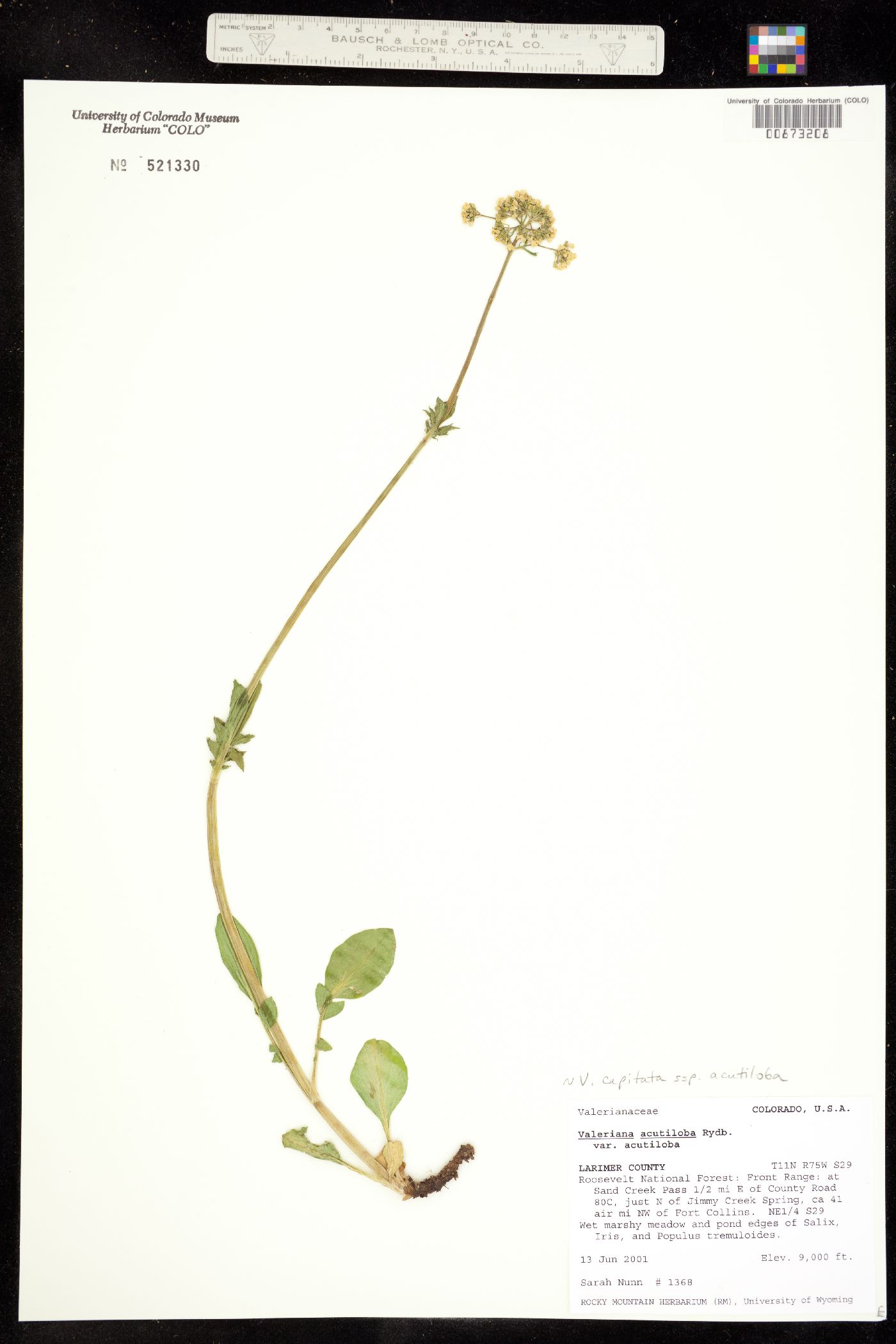 Valeriana capitata image