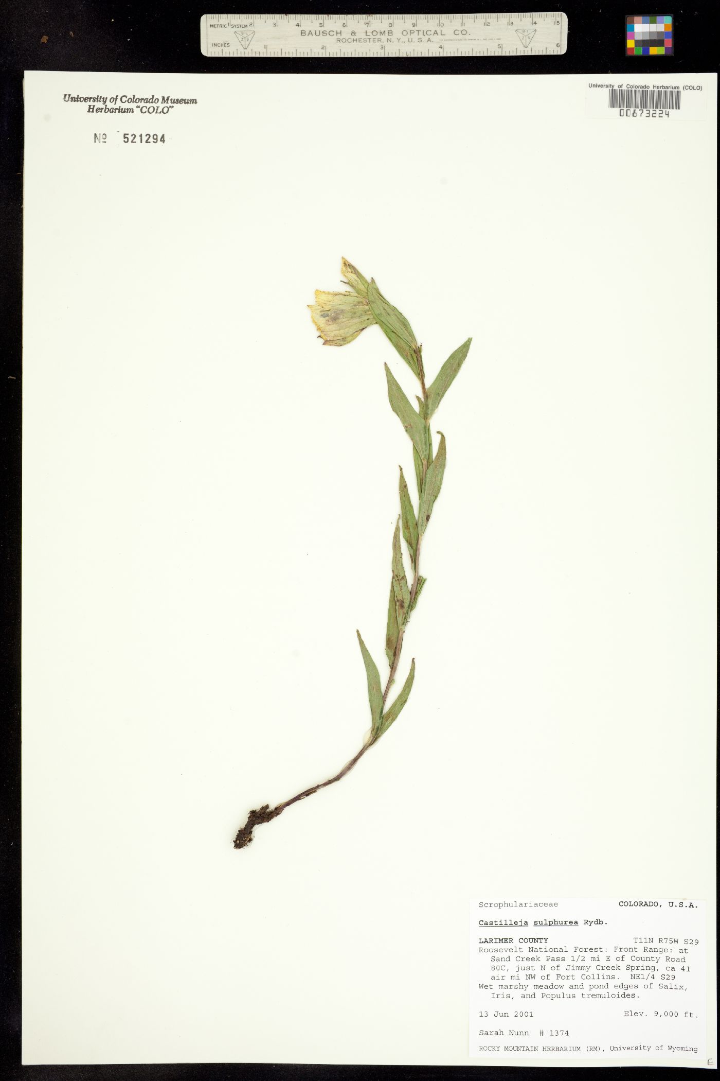 Castilleja sulphurea image