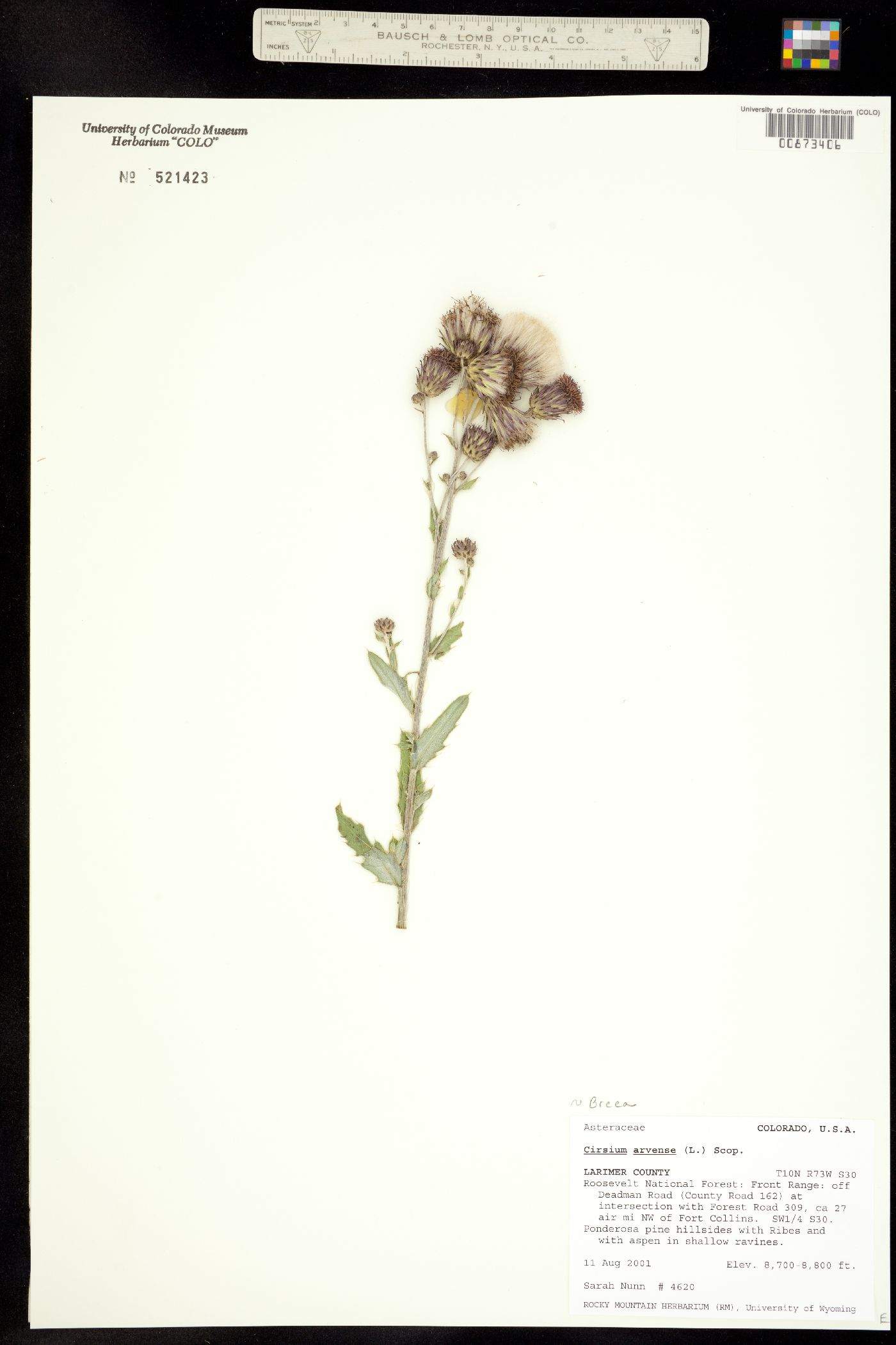 Cirsium arvense image