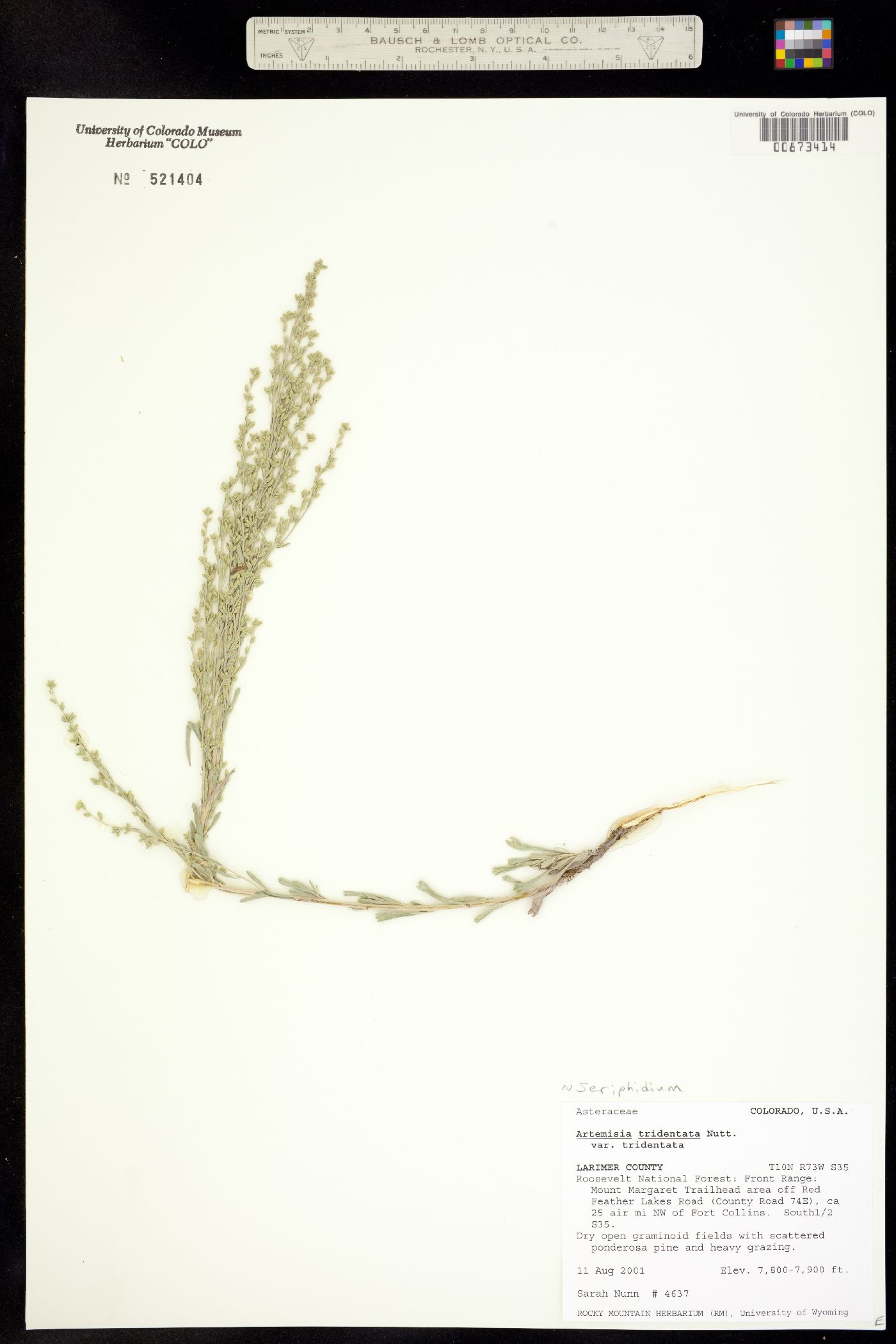 Seriphidium tridentatum ssp. tridentatum image